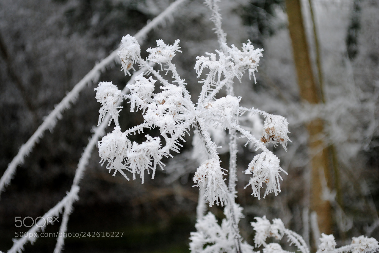 Nikon D3000 sample photo. Givre en hiver photography