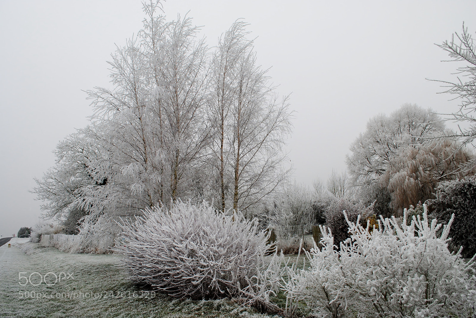 Nikon D3000 sample photo. Givre en hiver photography