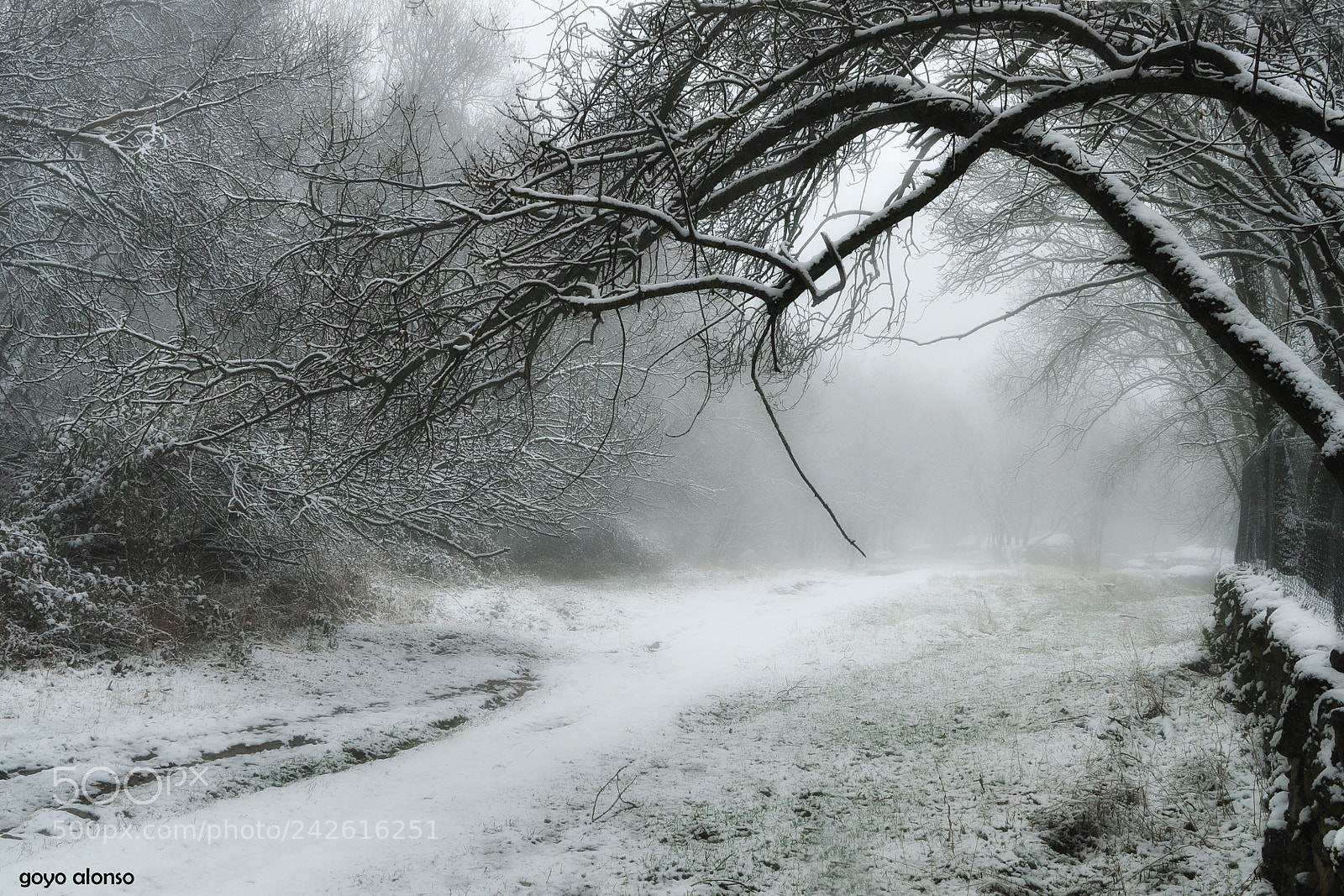 Nikon D5000 sample photo. Pura nieve photography