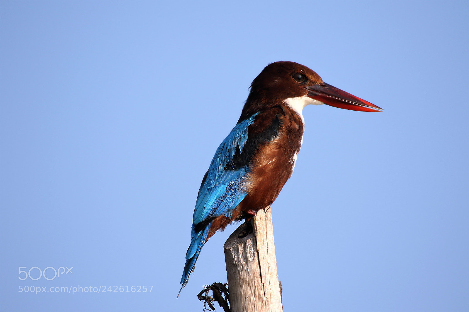 Canon EOS 7D Mark II sample photo. White throated kingfisher photography
