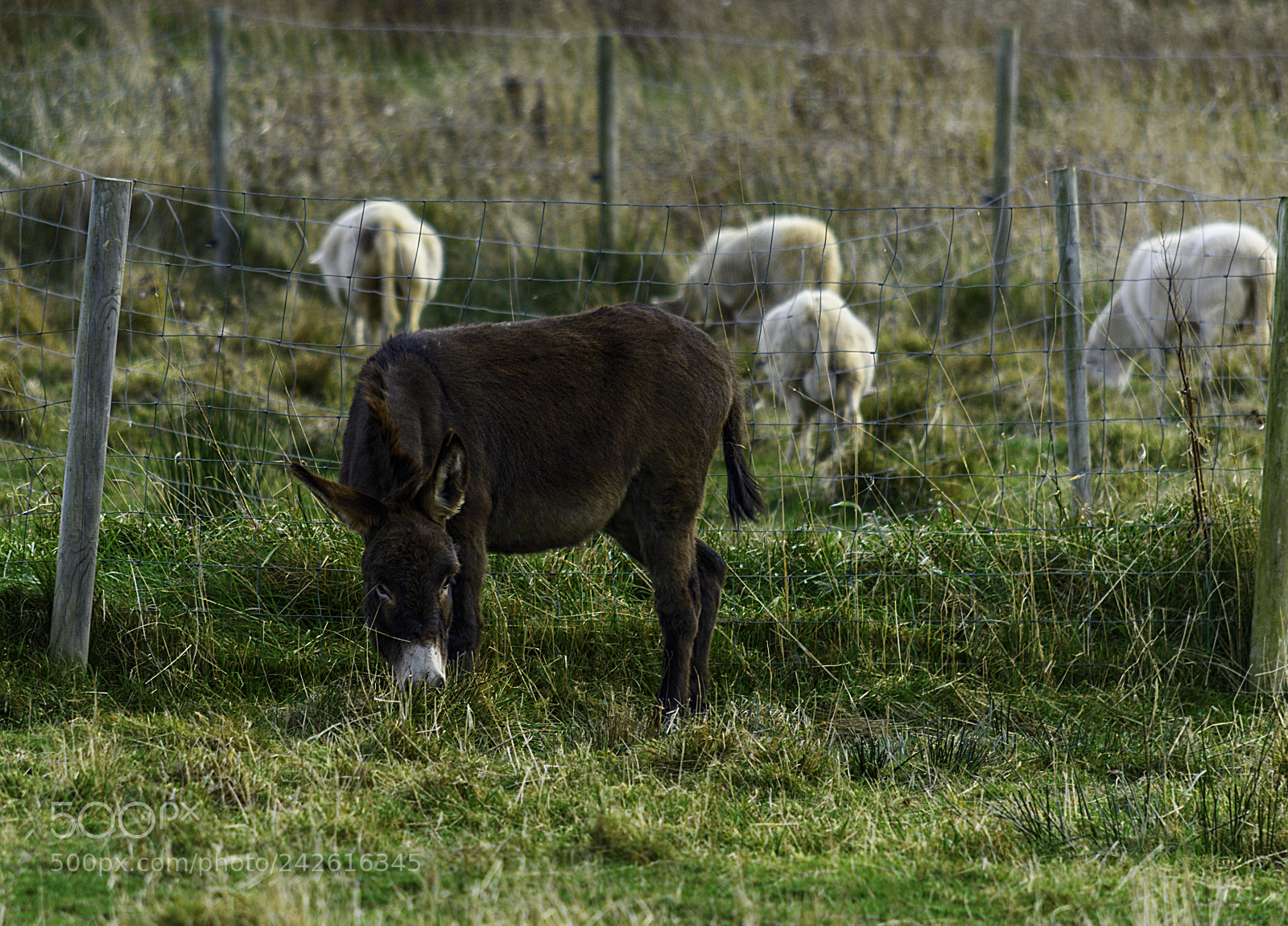 Nikon D500 sample photo. Donkey photography
