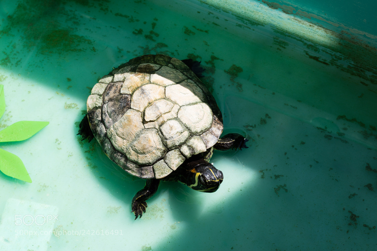 Canon EOS 5DS R sample photo. Small marine turtle photography