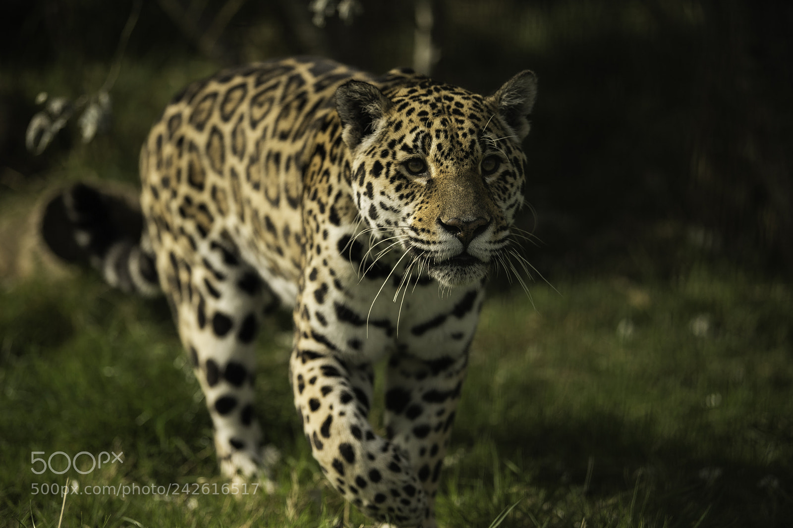 Nikon D5 sample photo. Jaguar photography