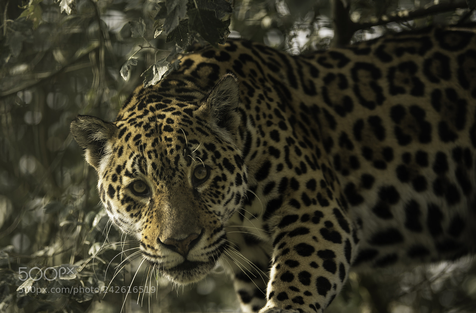 Nikon D5 sample photo. Jaguar photography