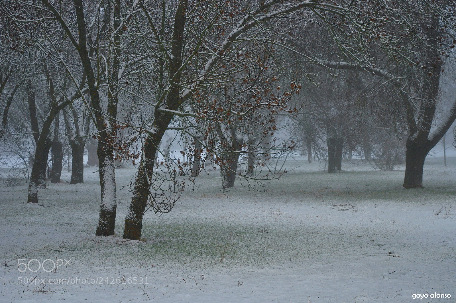 Nikon D5000 sample photo. Pura nieve photography