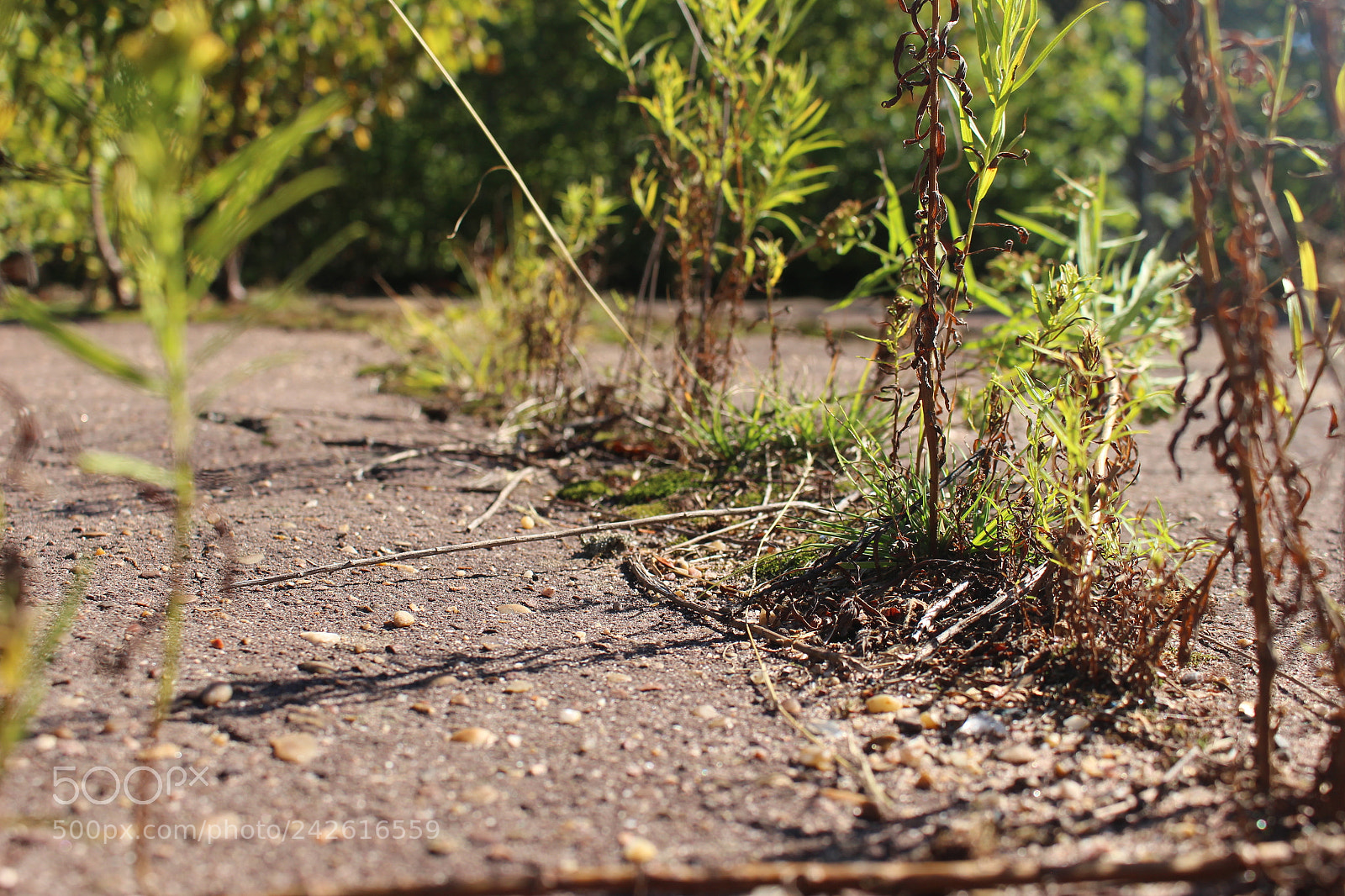 Canon EOS 100D (EOS Rebel SL1 / EOS Kiss X7) sample photo. Through the cracks photography