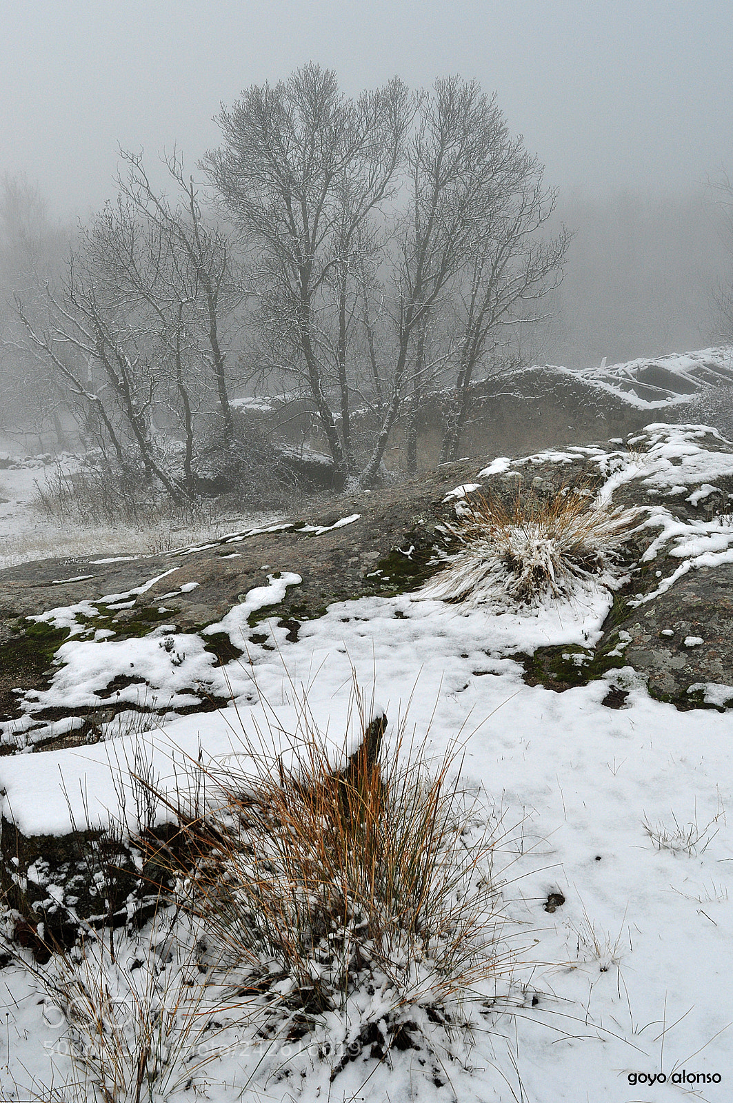 Nikon D5000 sample photo. Pura nieve photography