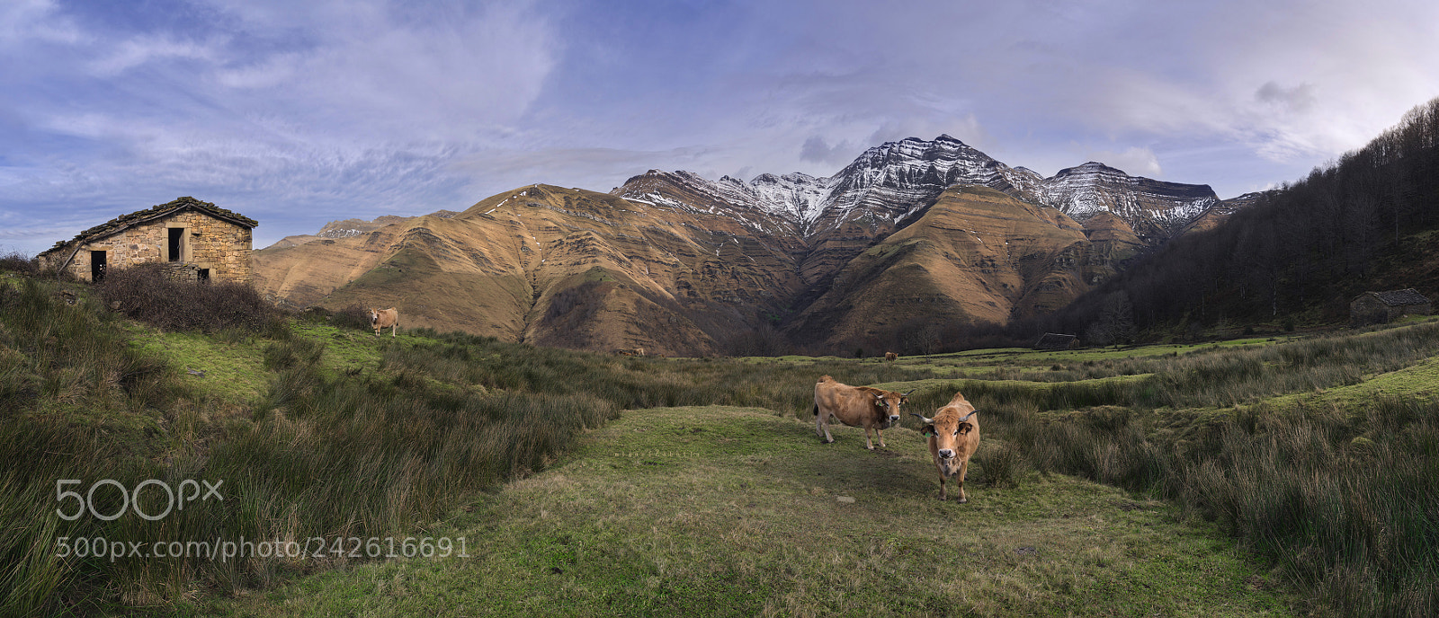 Pentax K-1 sample photo. Highland pastures photography