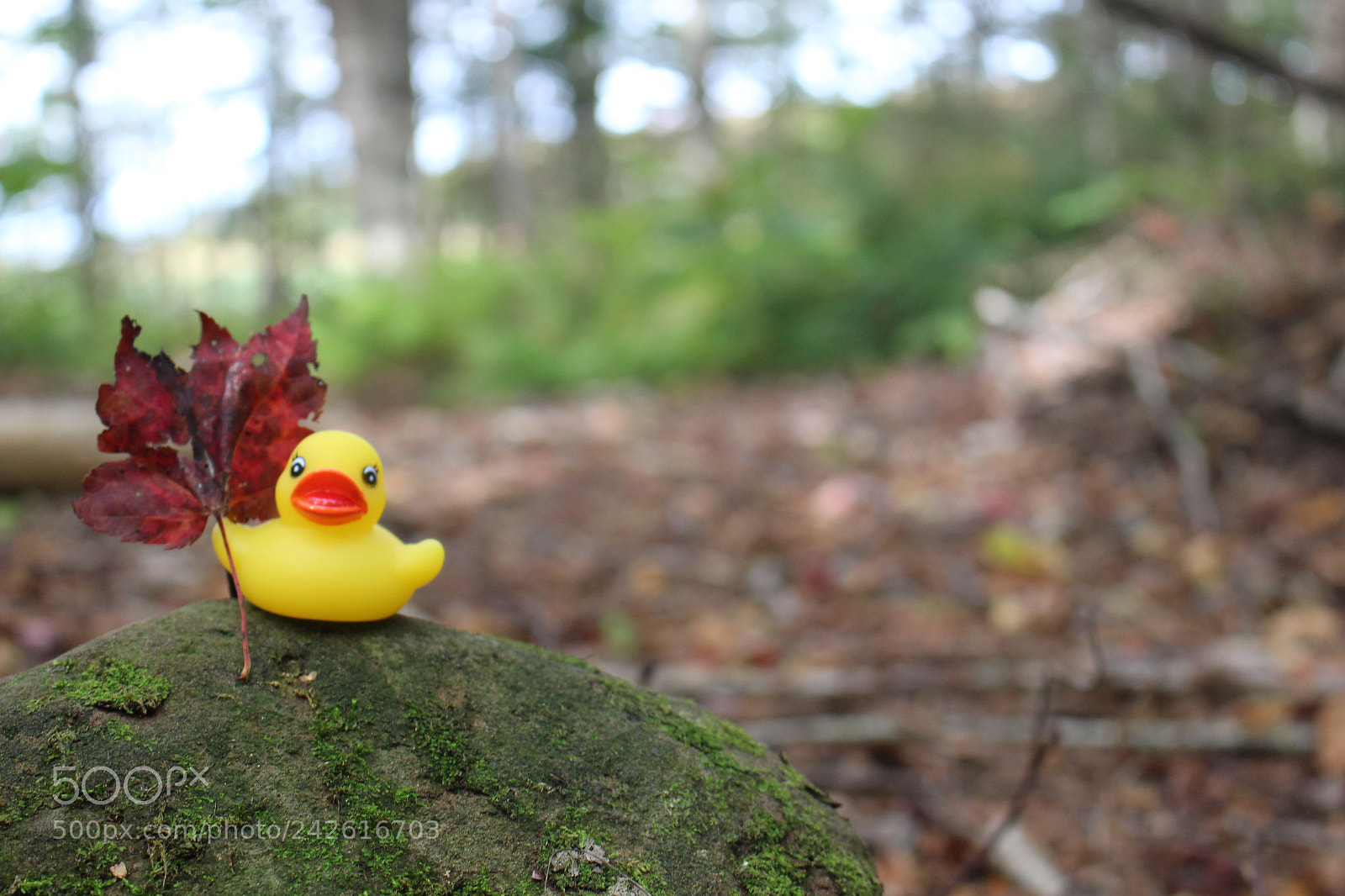 Canon EOS 100D (EOS Rebel SL1 / EOS Kiss X7) sample photo. Sir ducking-ton photography