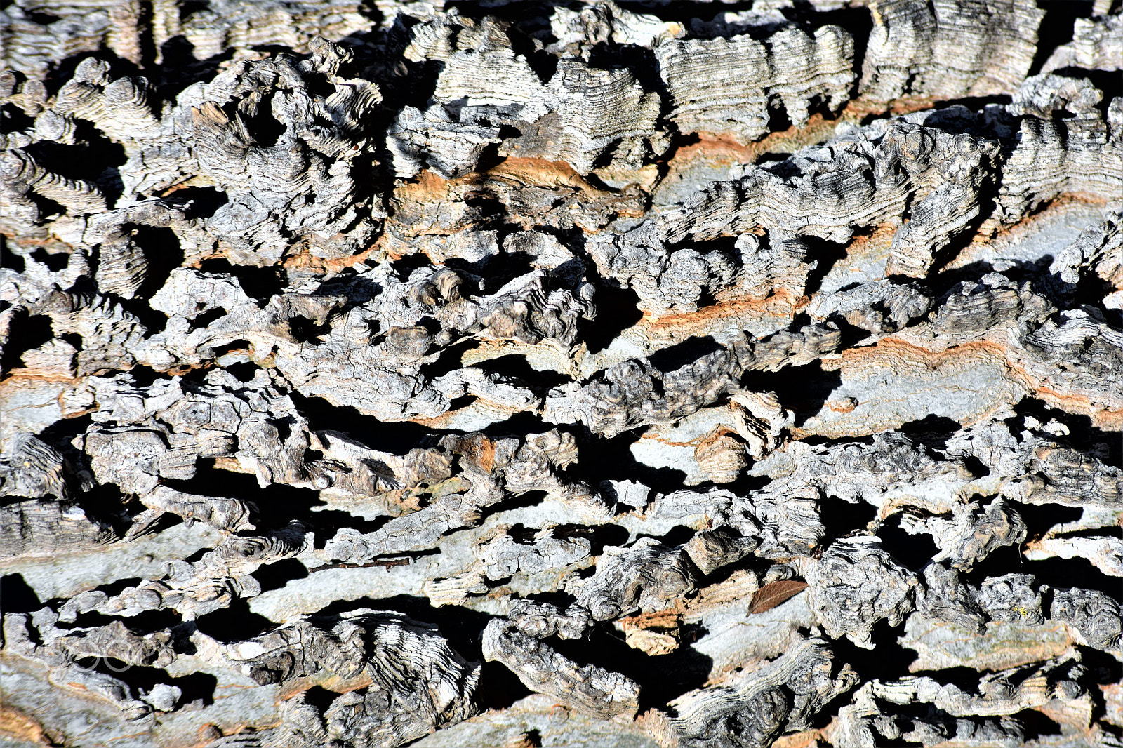 Sigma 70-300mm F4-5.6 APO DG Macro sample photo. Canyon of no trees photography