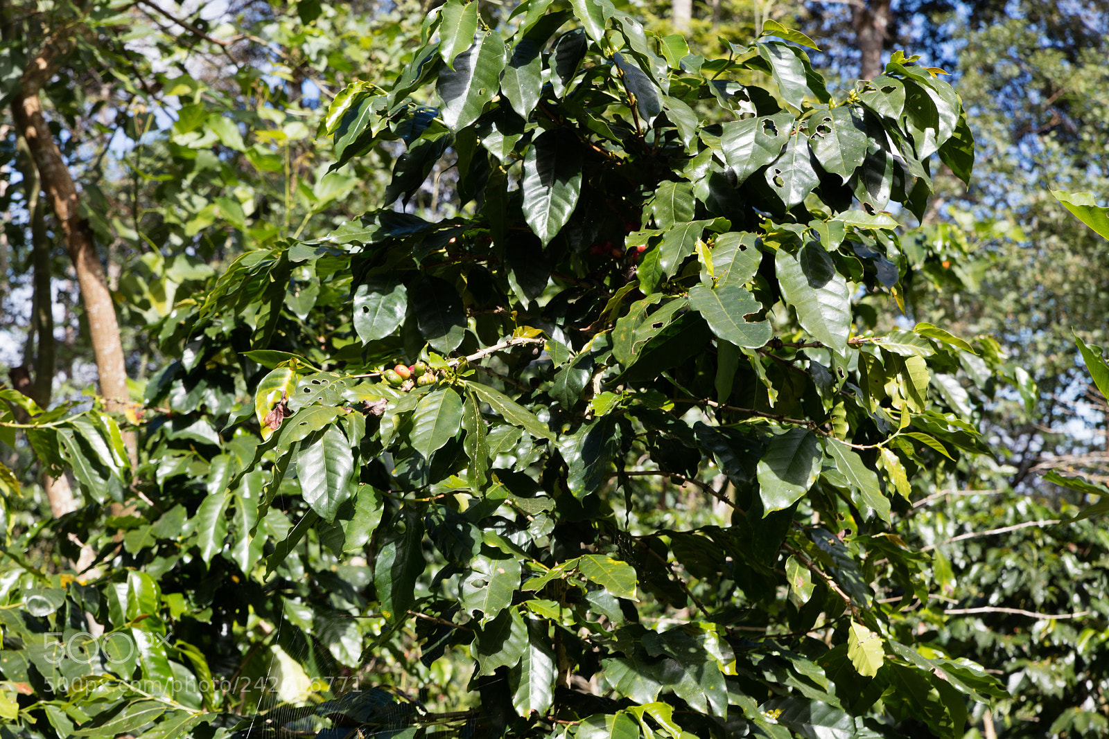 Canon EOS 5DS R sample photo. Coffee beans in  plantation photography