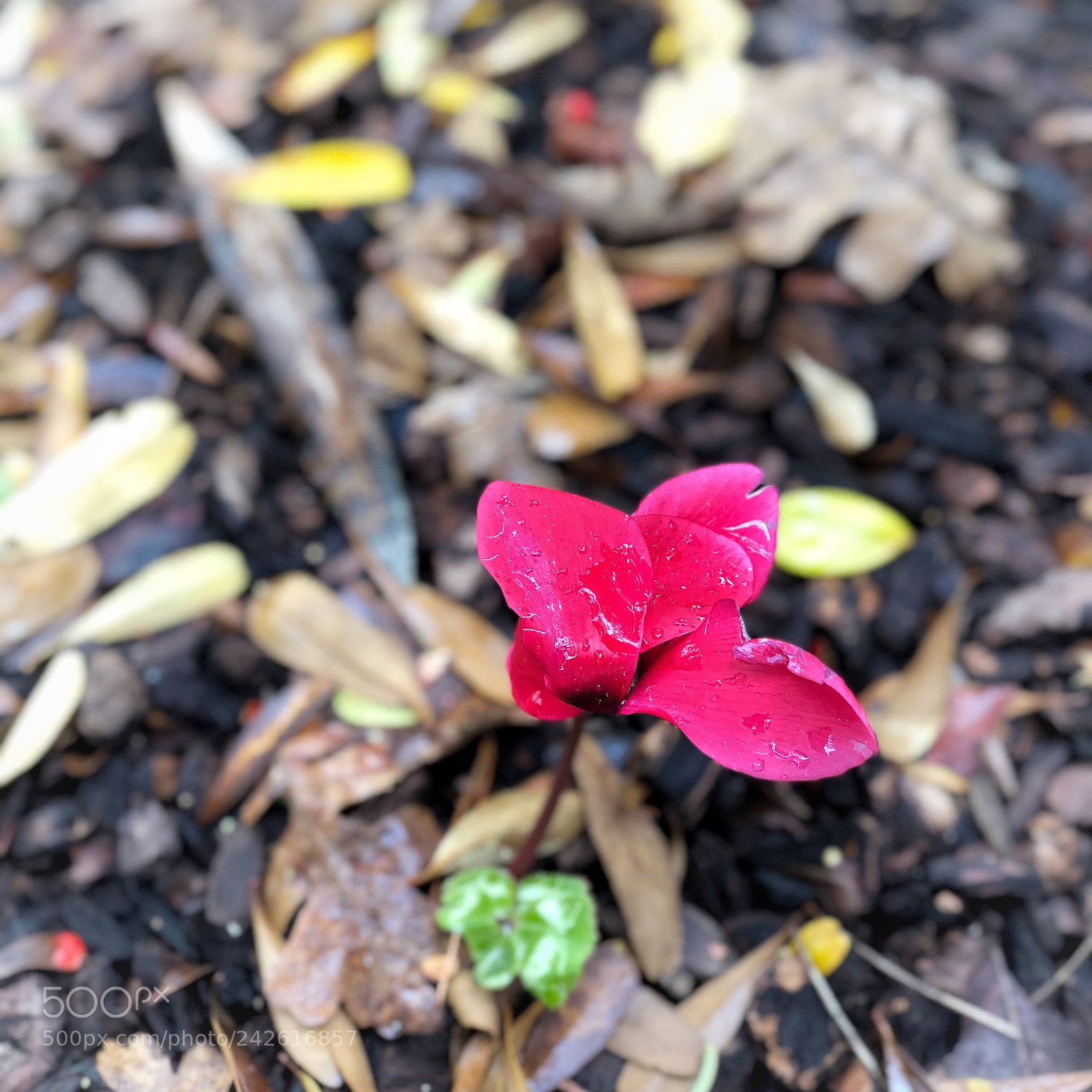 Apple iPhone X sample photo. First red flower photography