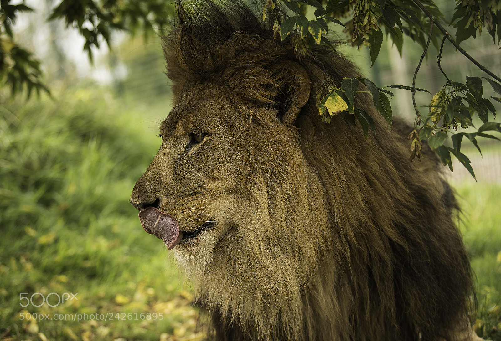 Nikon D5 sample photo. Lion series photography