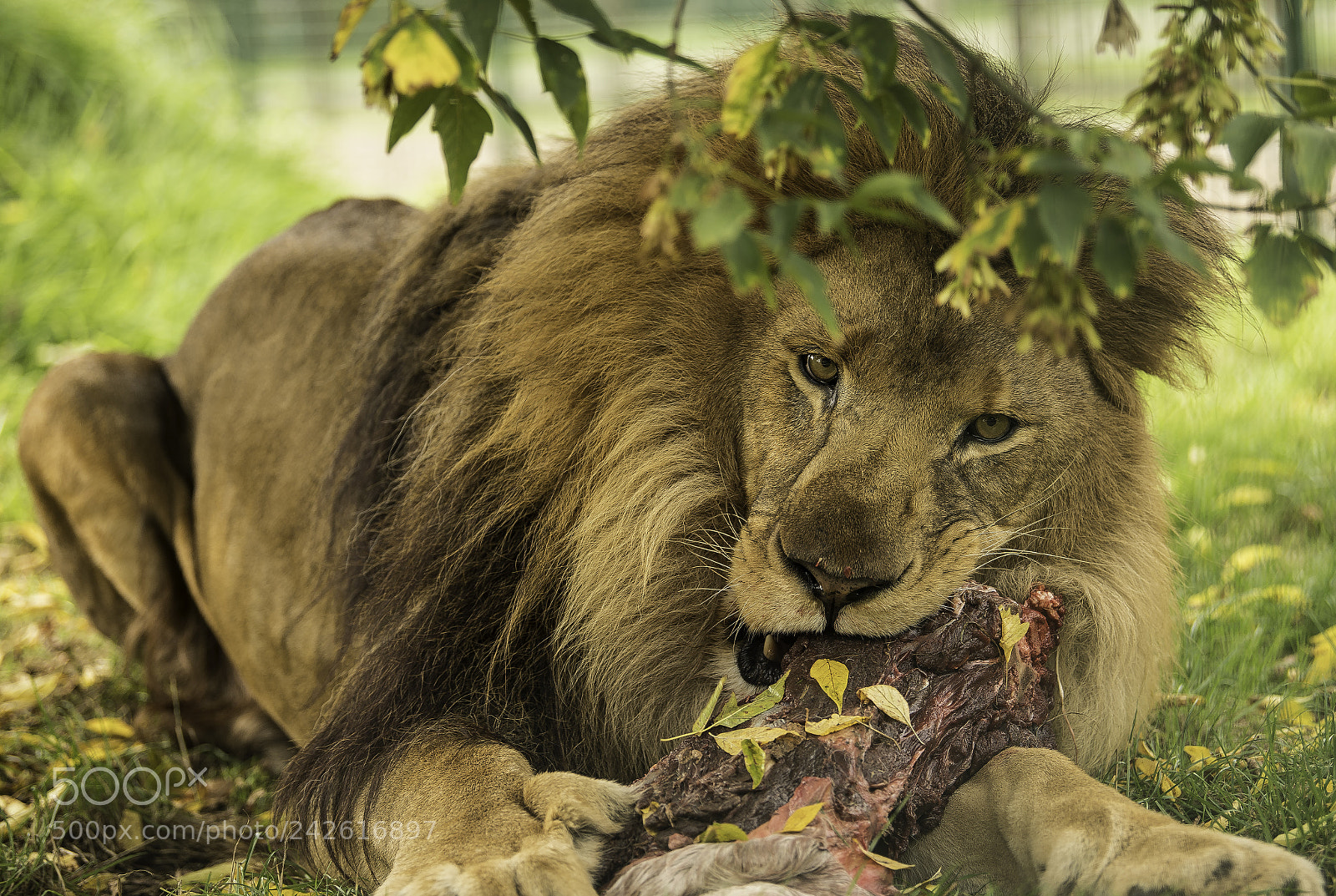 Nikon D5 sample photo. Lion series photography
