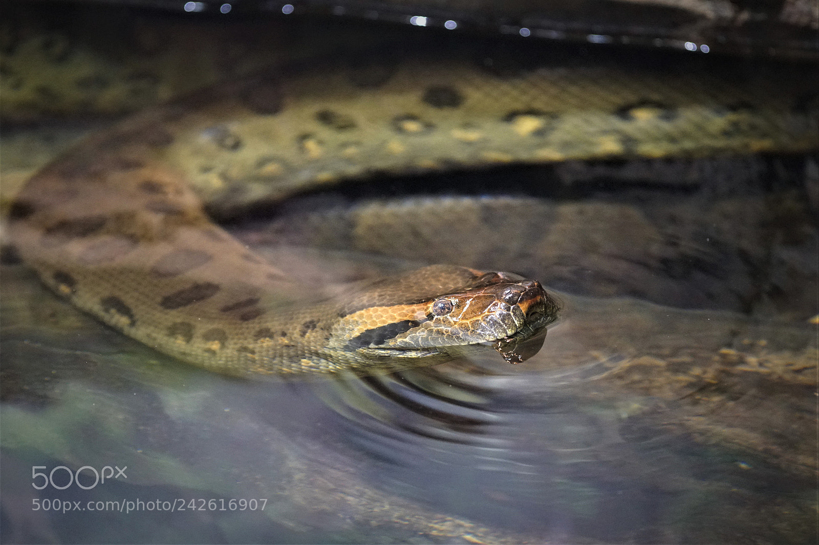 Sony a6500 sample photo. Portrait of a constrictor photography