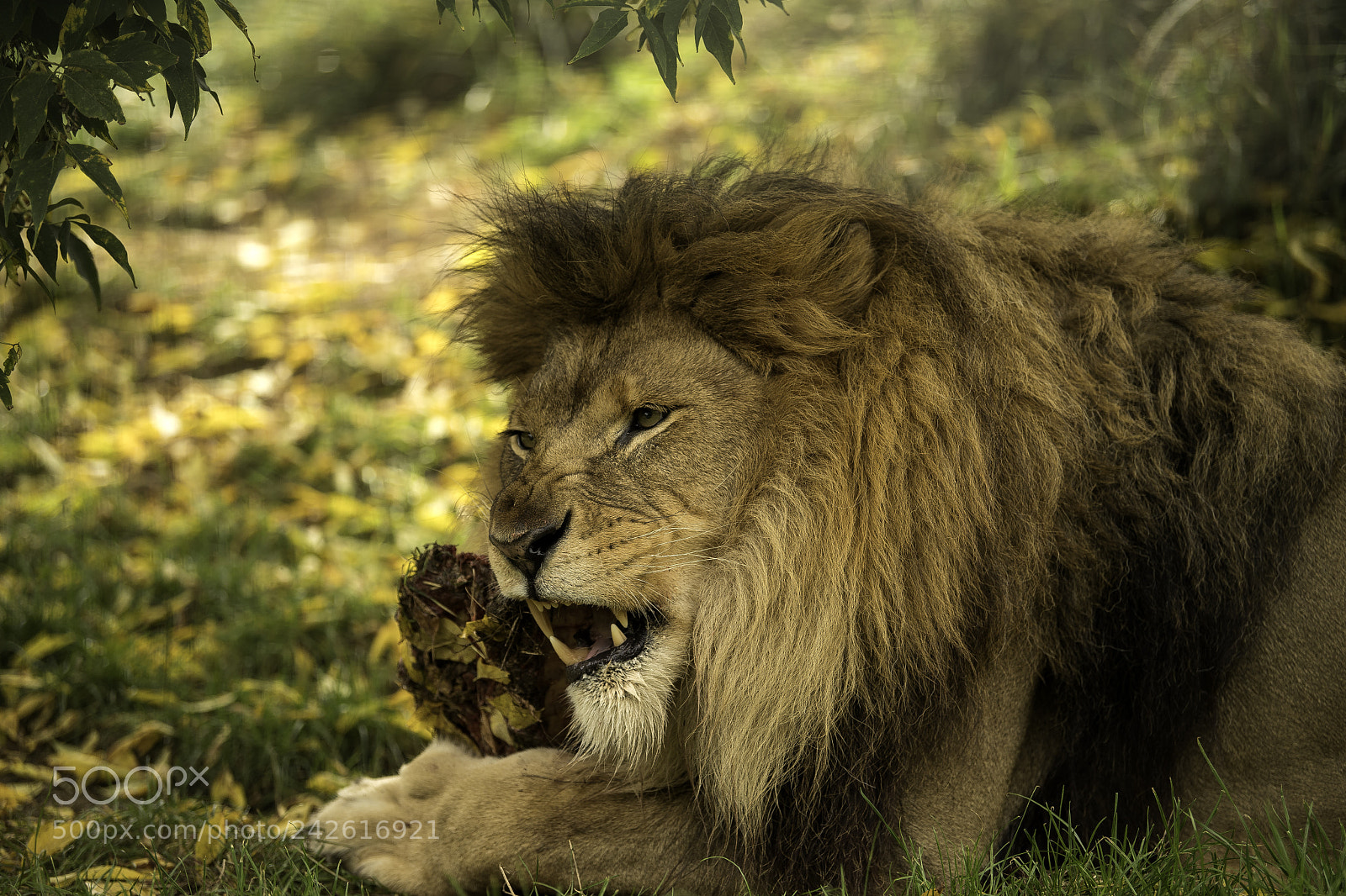 Nikon D5 sample photo. Lion series photography