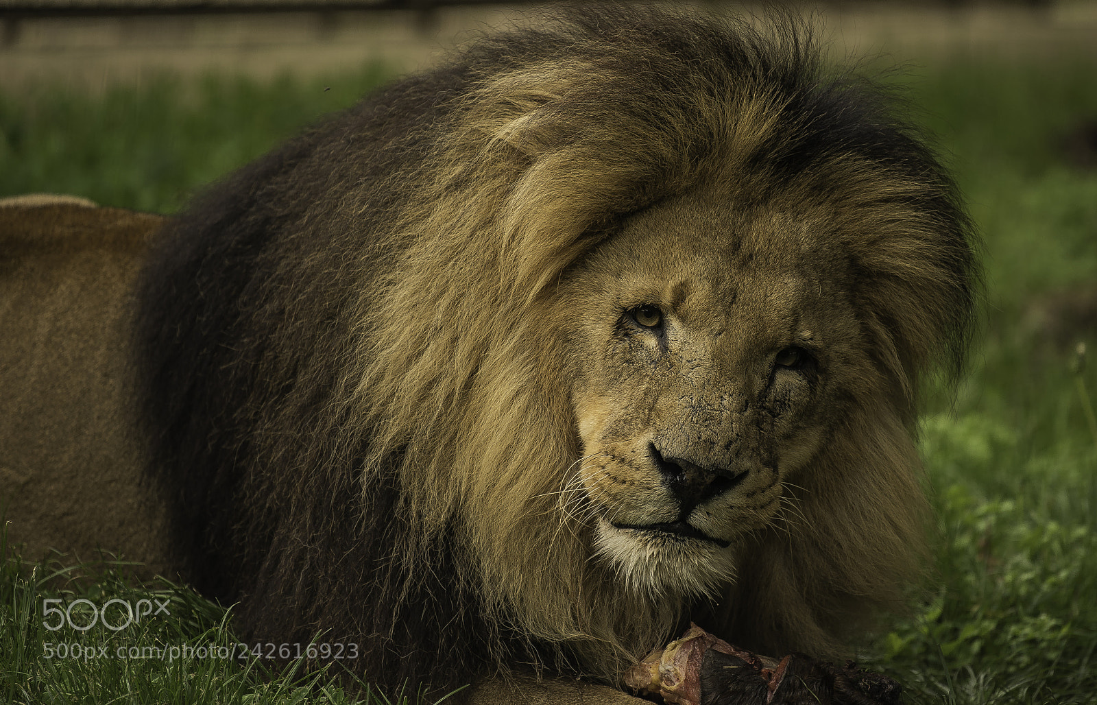 Nikon D5 sample photo. Lion series photography