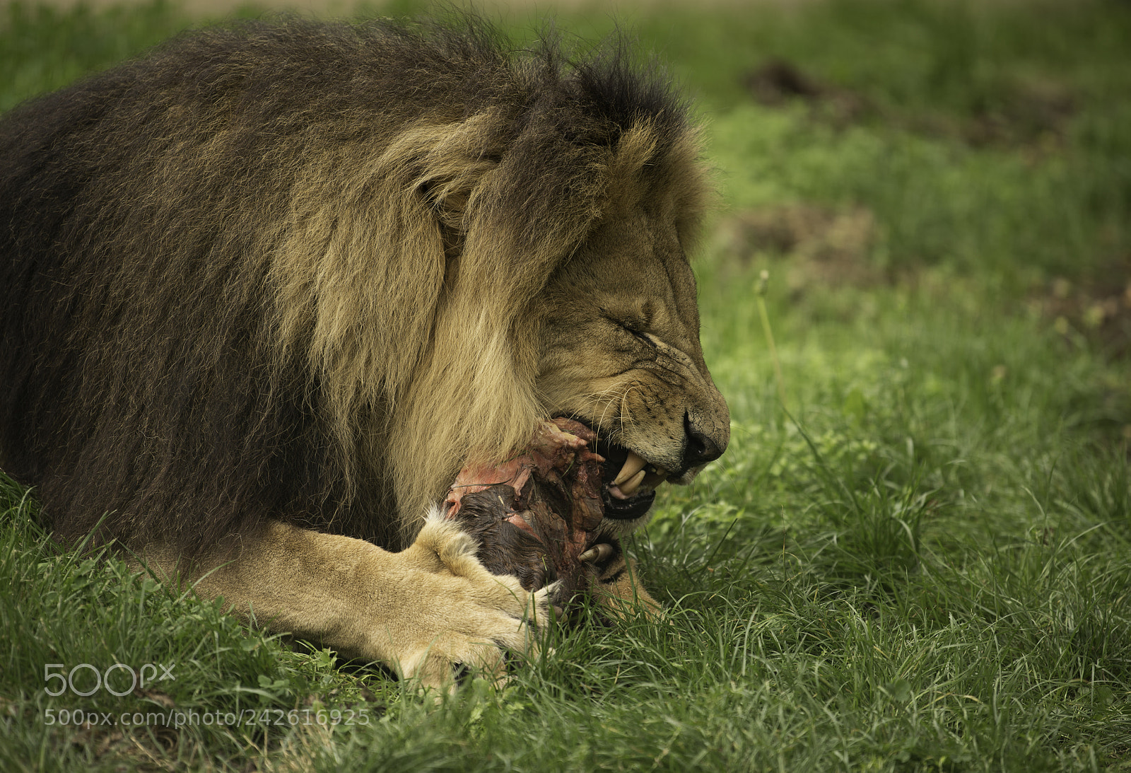 Nikon D5 sample photo. Lion series photography