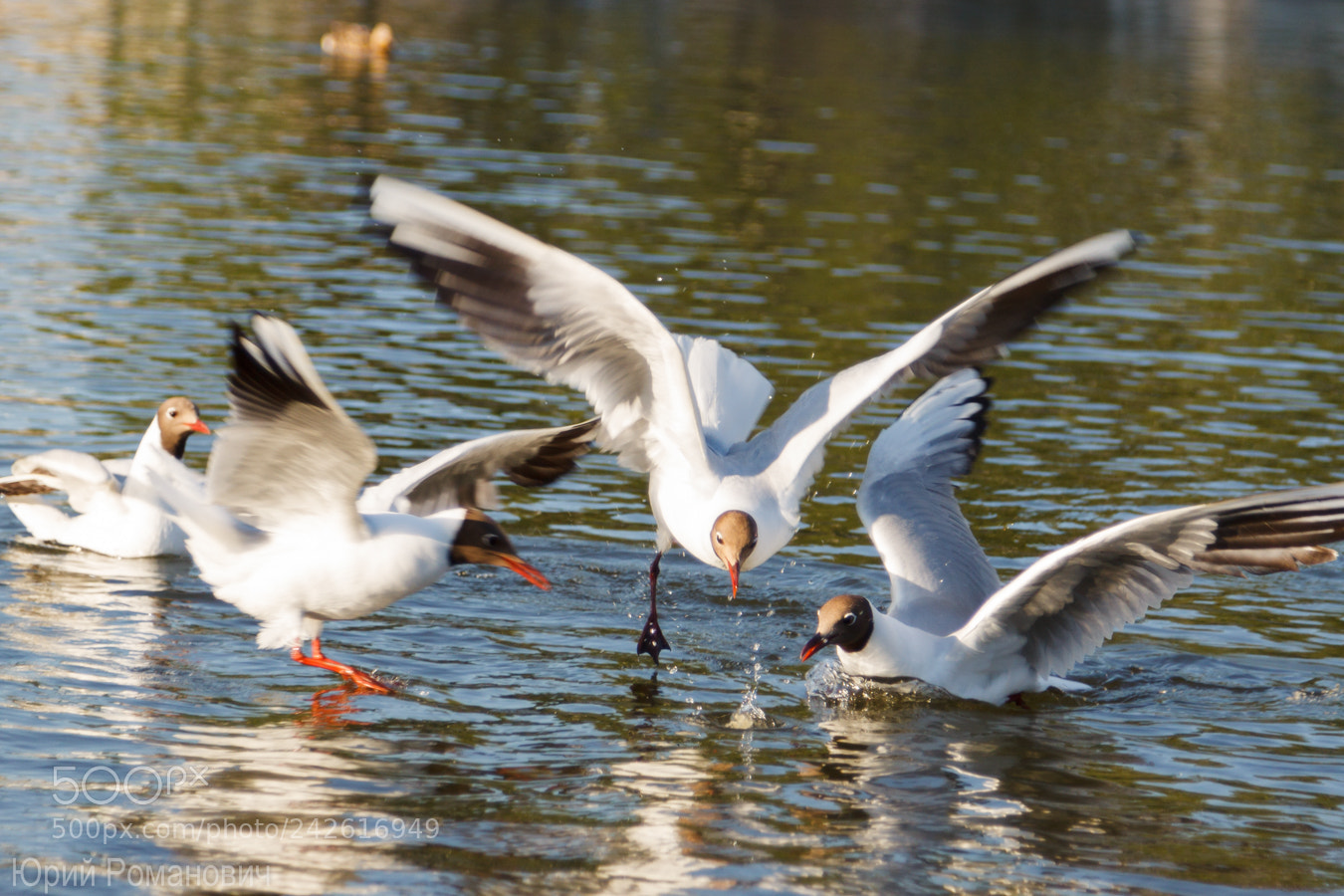 Canon EOS 50D sample photo. Hurry up! photography