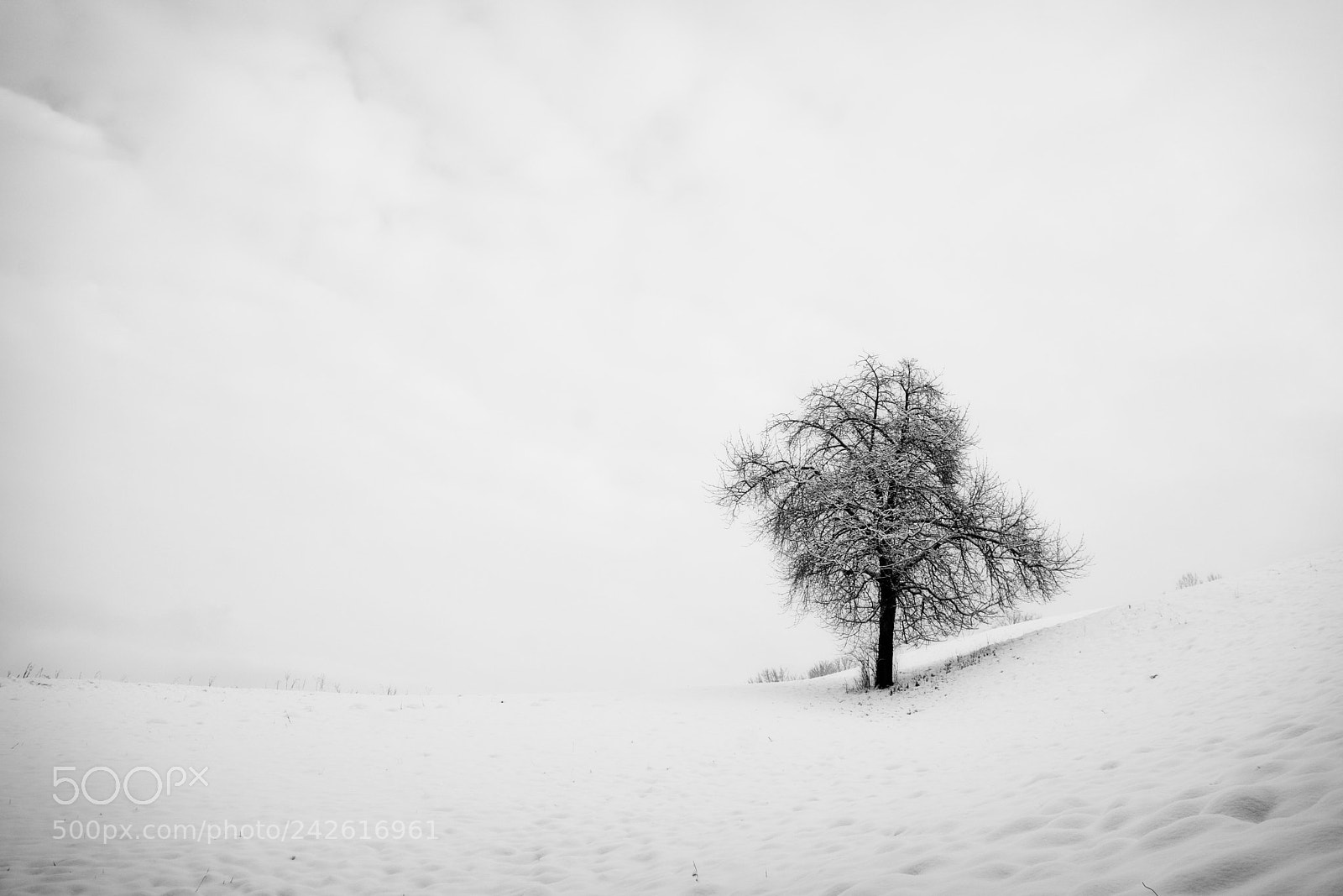 Nikon D7100 sample photo. 0ne tree ;) photography