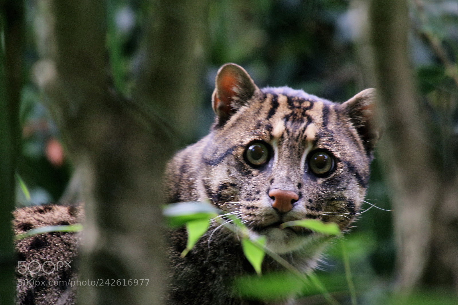 Canon EOS 7D Mark II sample photo. Fishing cat photography