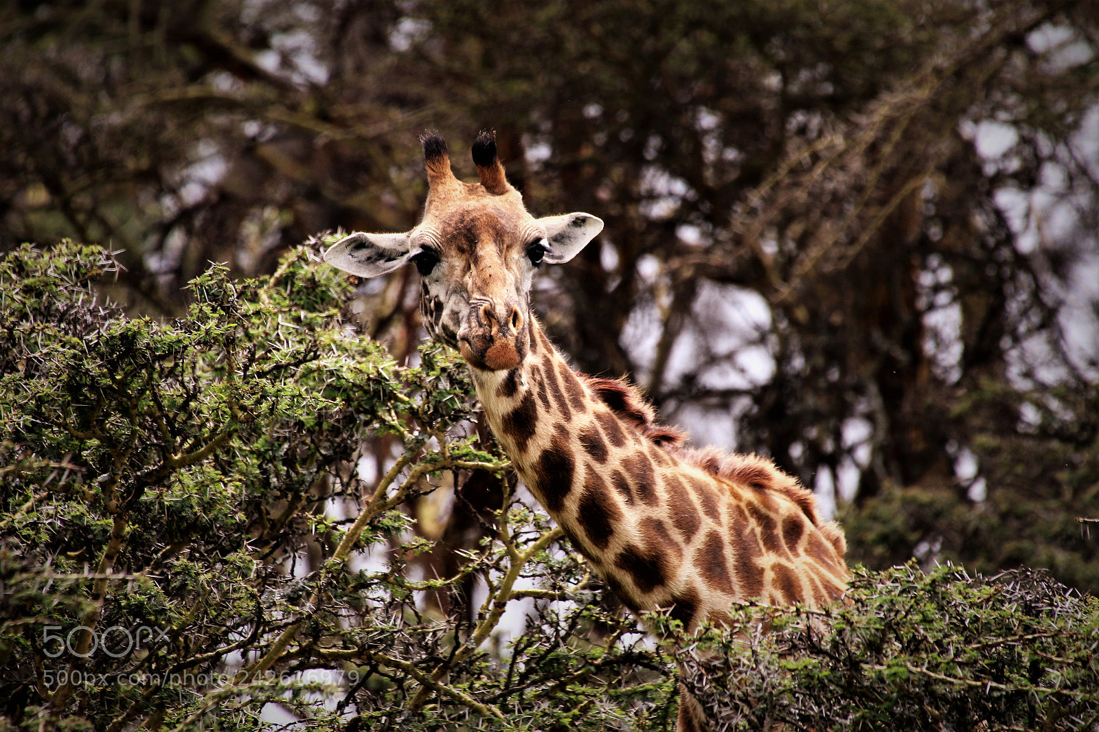Canon EOS 7D Mark II sample photo. Giraffe photography