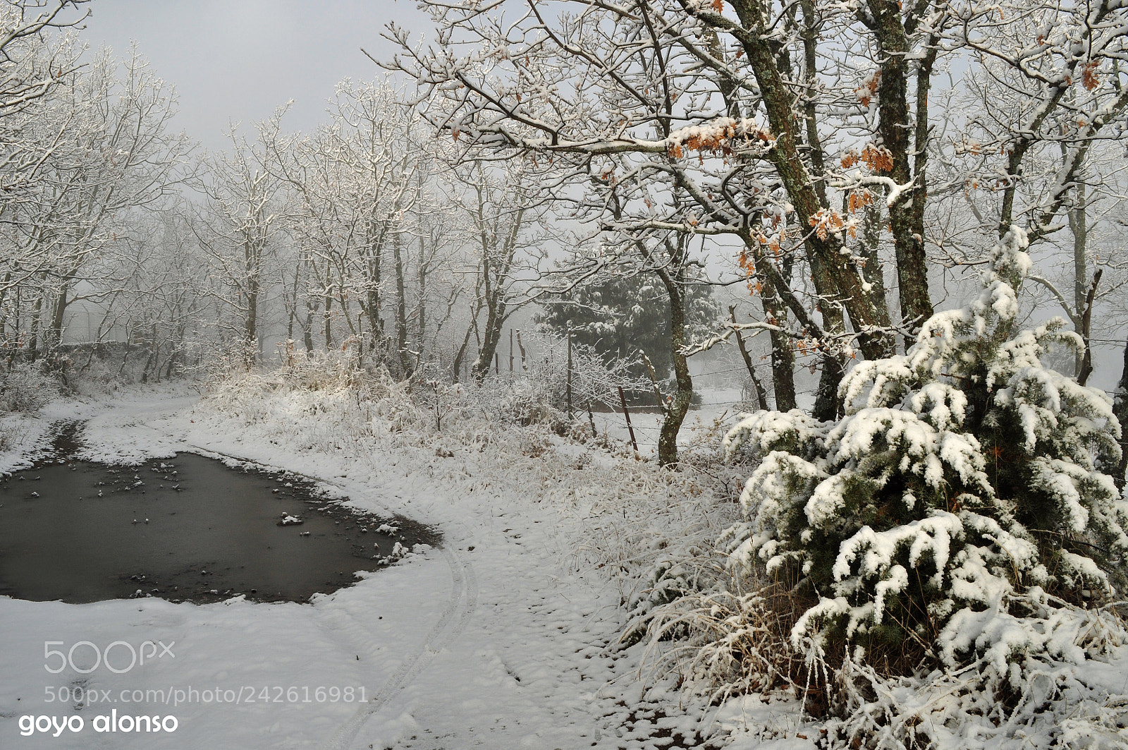 Nikon D5000 sample photo. Pura nieve photography