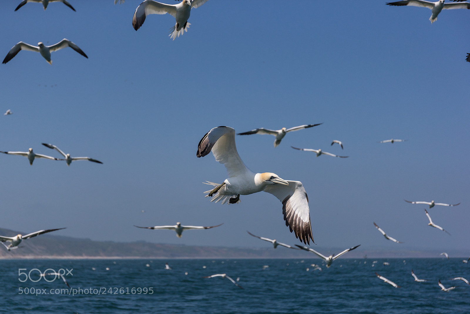 Canon EOS-1D X sample photo. Gannet photography