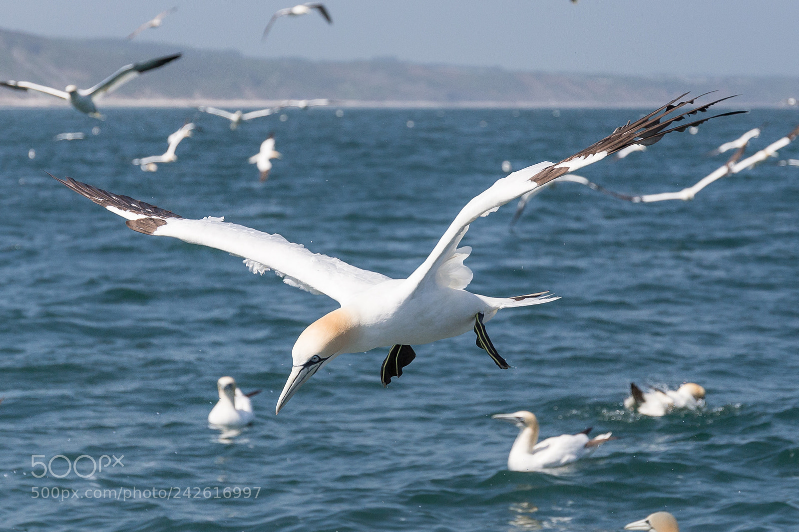 Canon EOS-1D X sample photo. Gannet photography