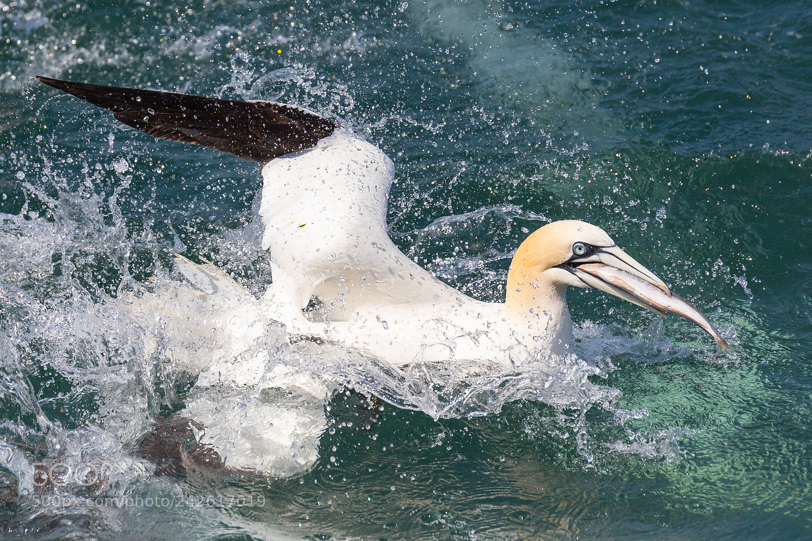 Canon EOS-1D X sample photo. Gannet photography
