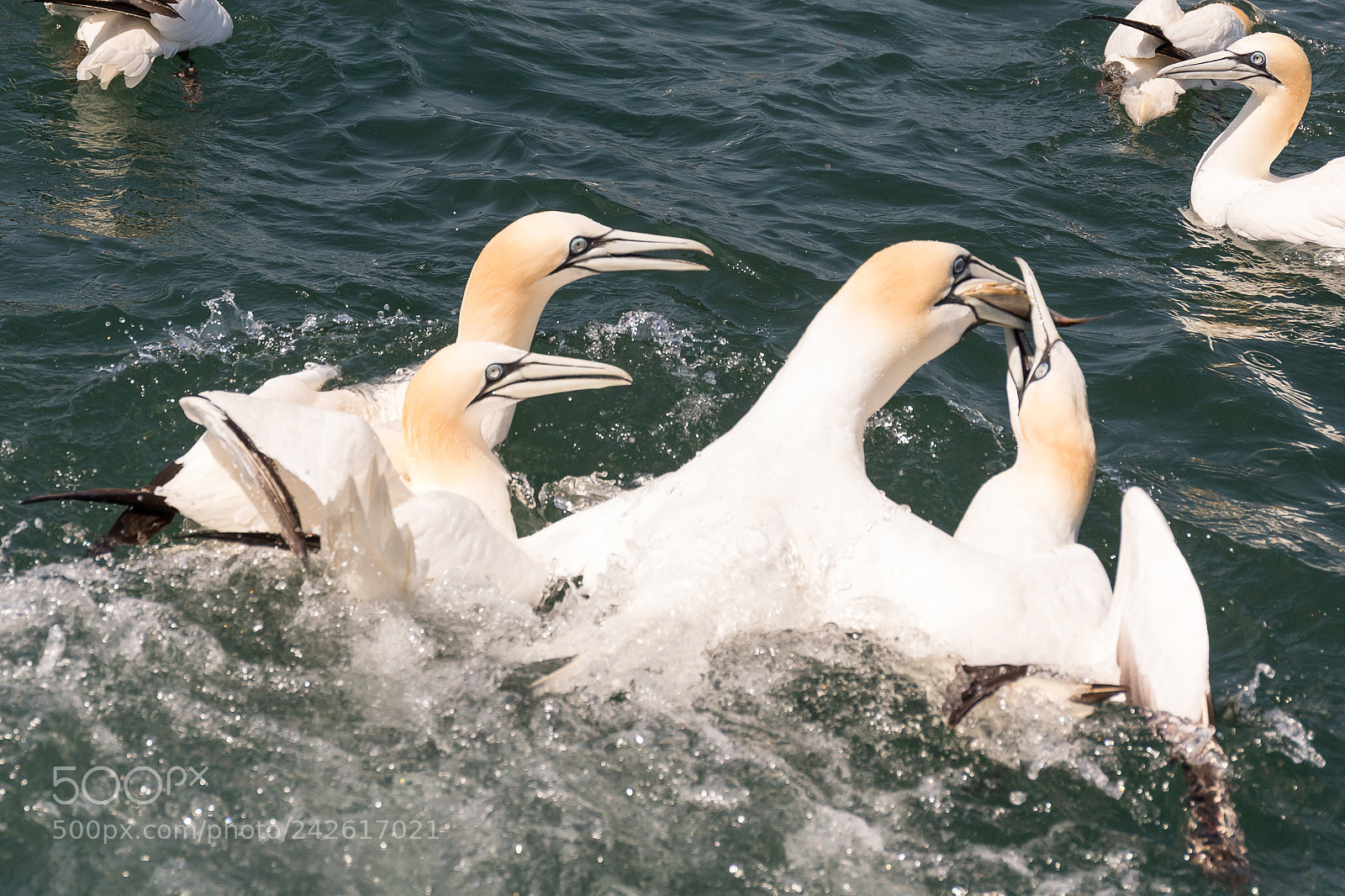Canon EOS-1D X sample photo. Gannet photography