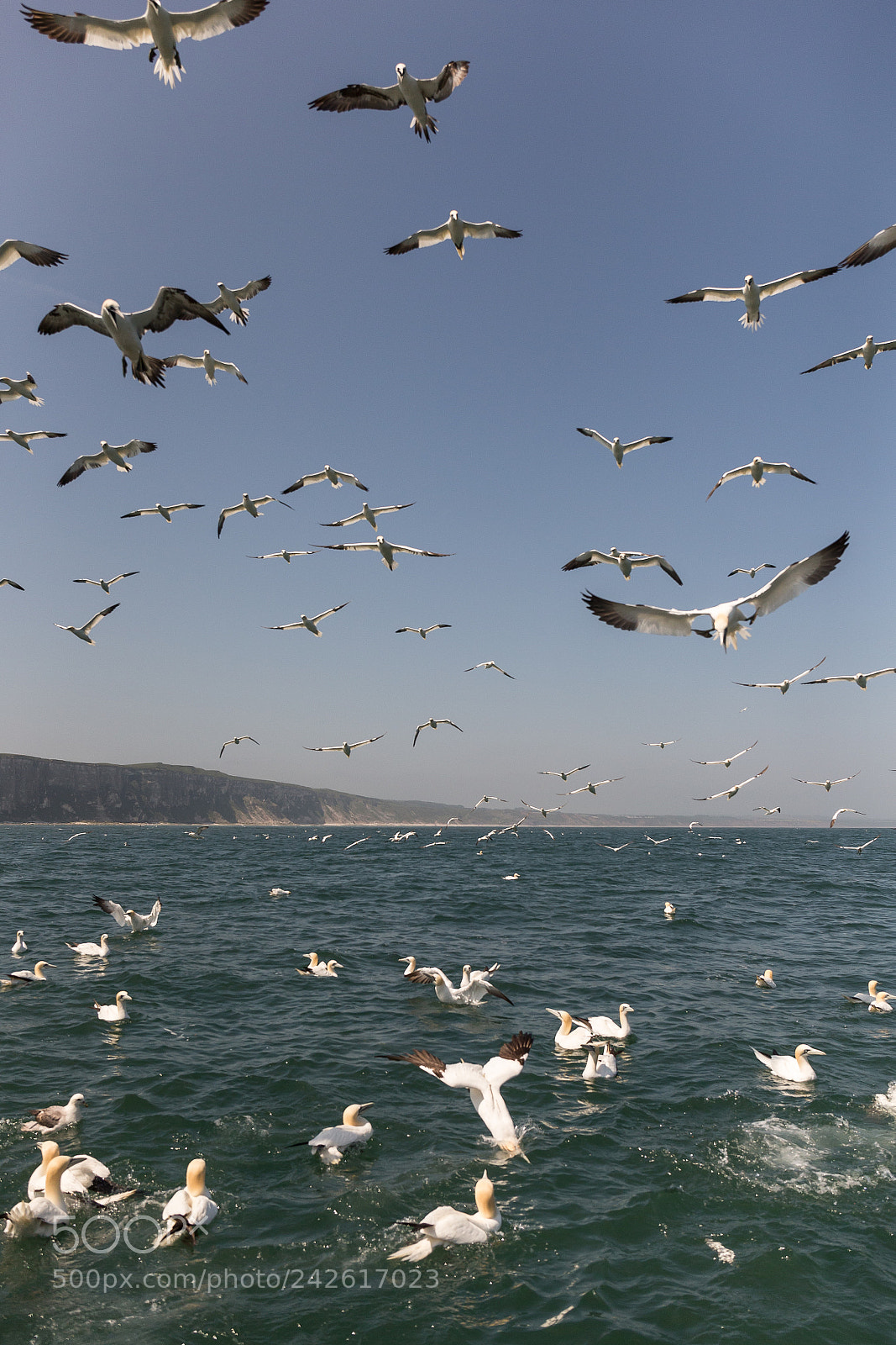 Canon EOS-1D X sample photo. Gannet photography