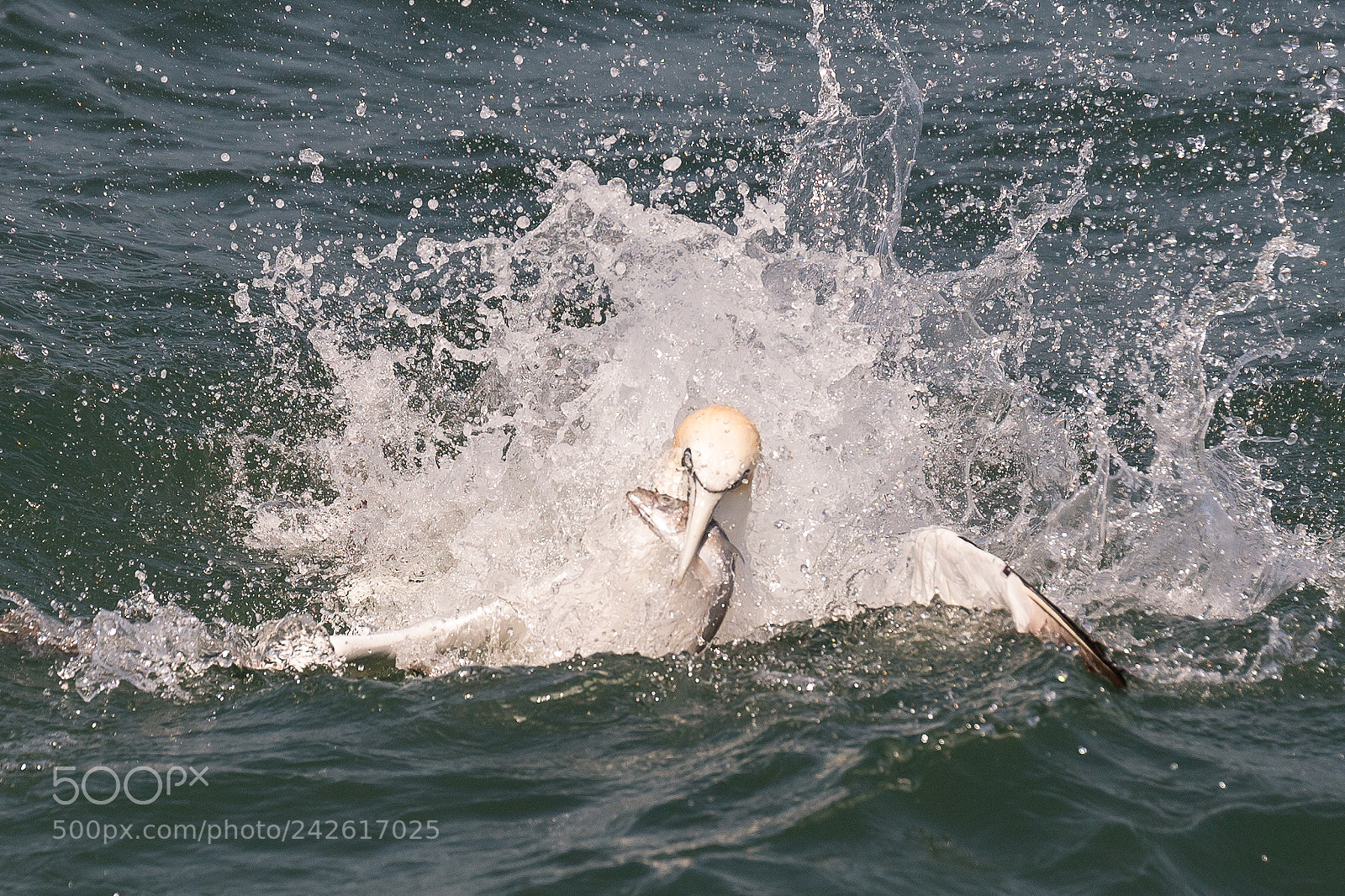 Canon EOS-1D X sample photo. Gannet photography