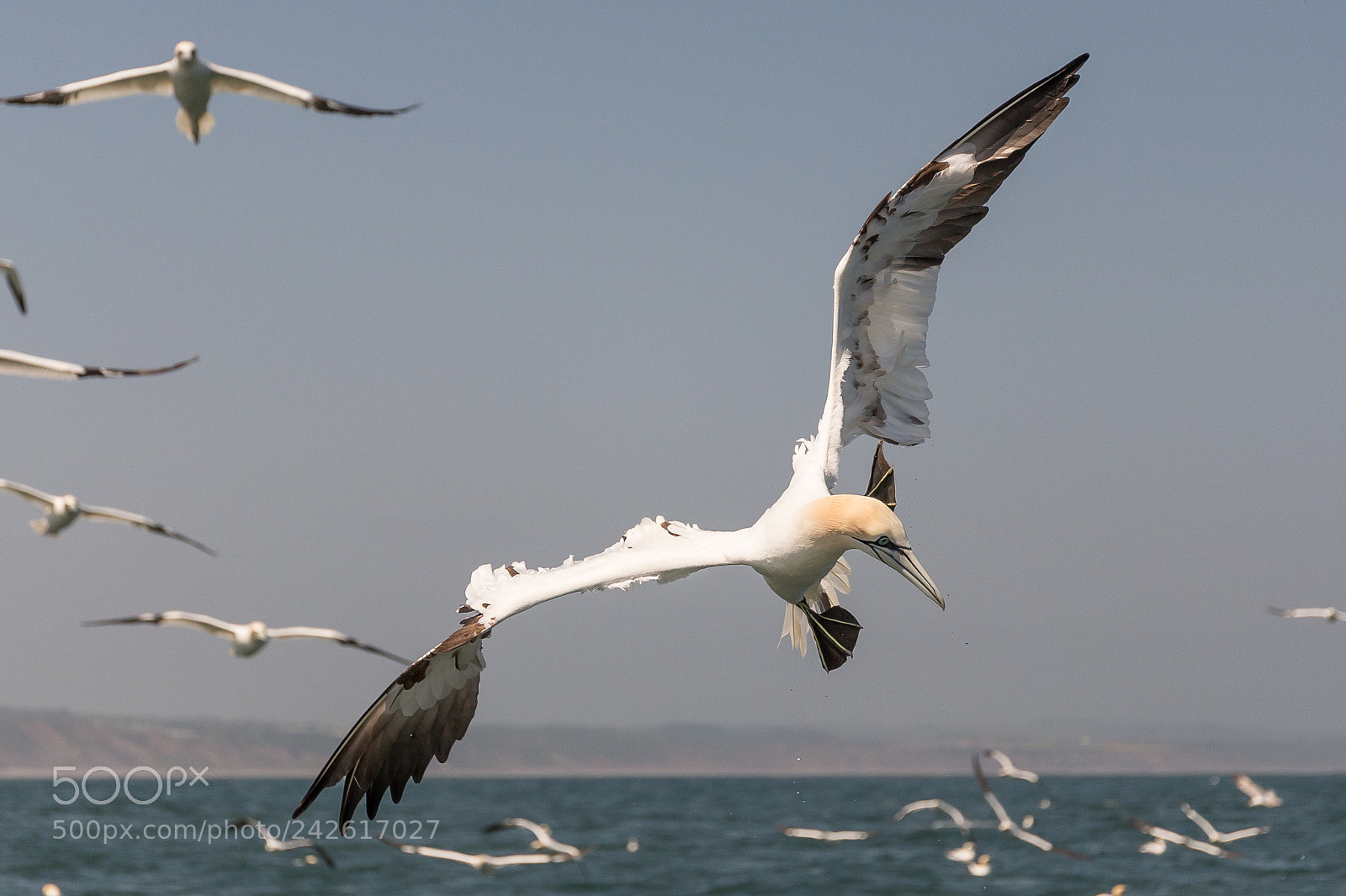 Canon EOS-1D X sample photo. Gannet photography