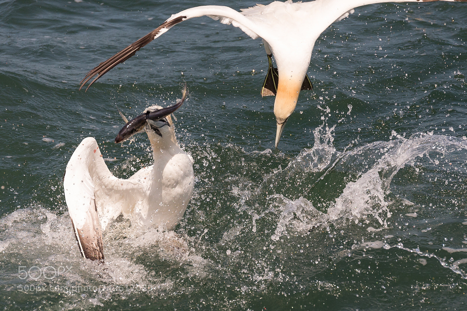 Canon EOS-1D X sample photo. Gannet photography