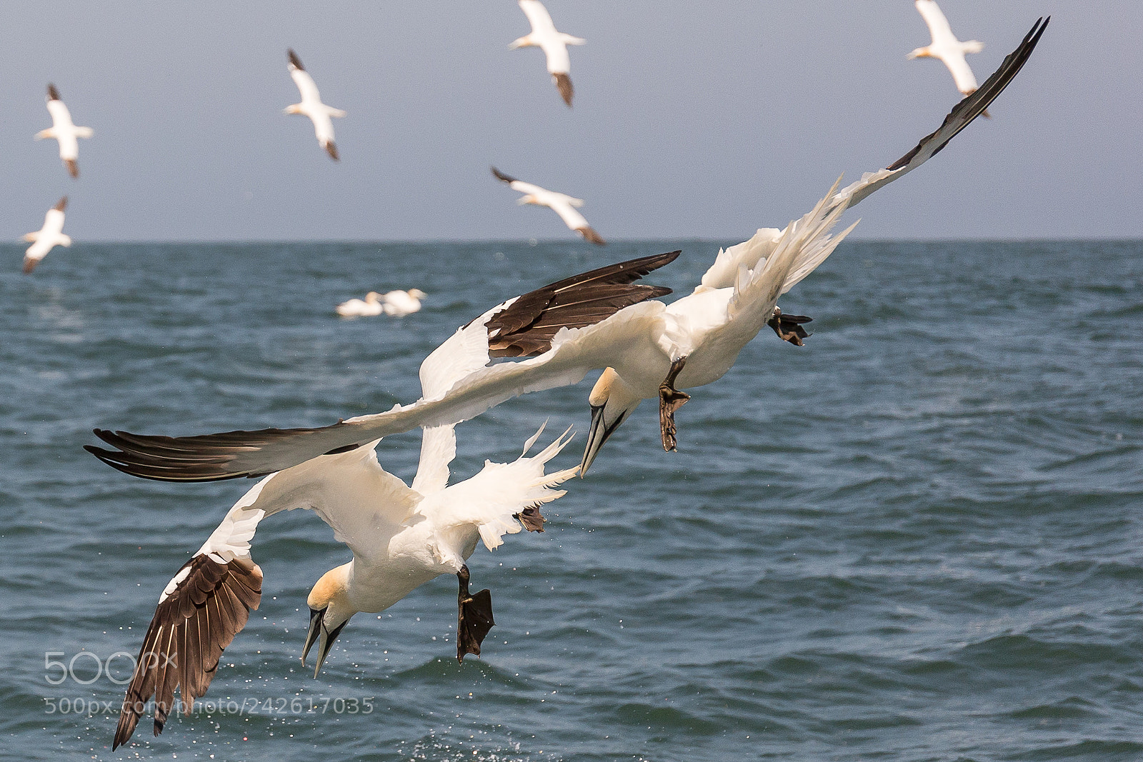 Canon EOS-1D X sample photo. Gannet photography