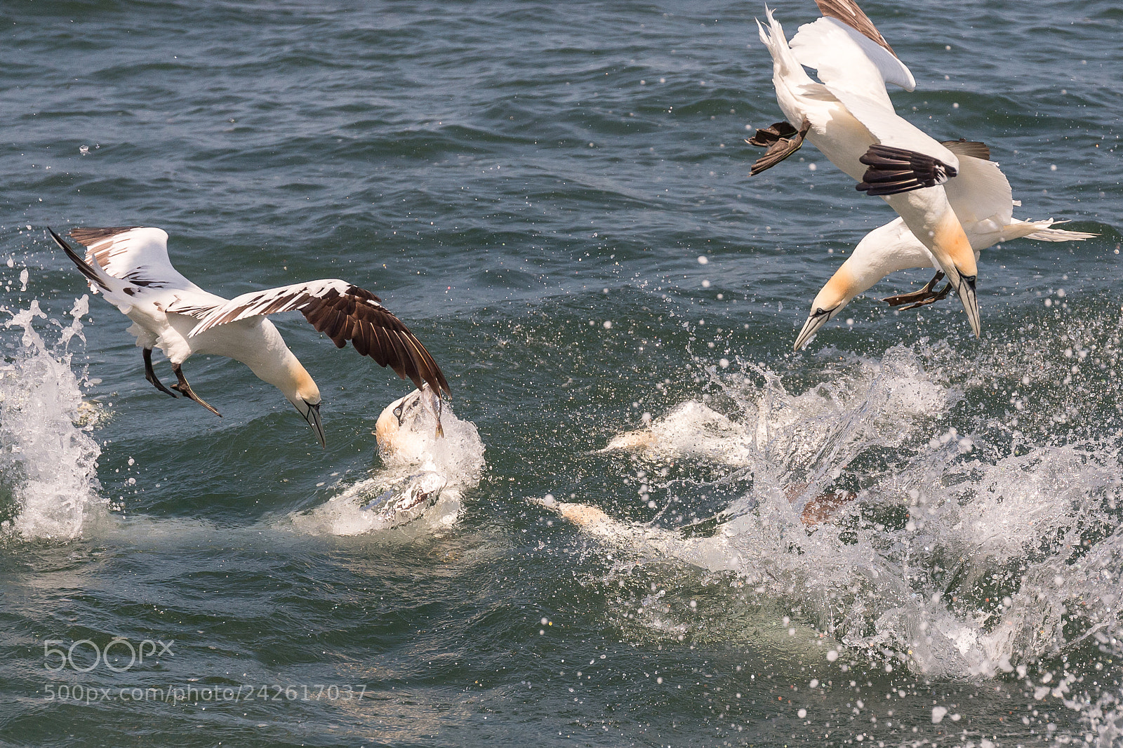 Canon EOS-1D X sample photo. Gannet photography