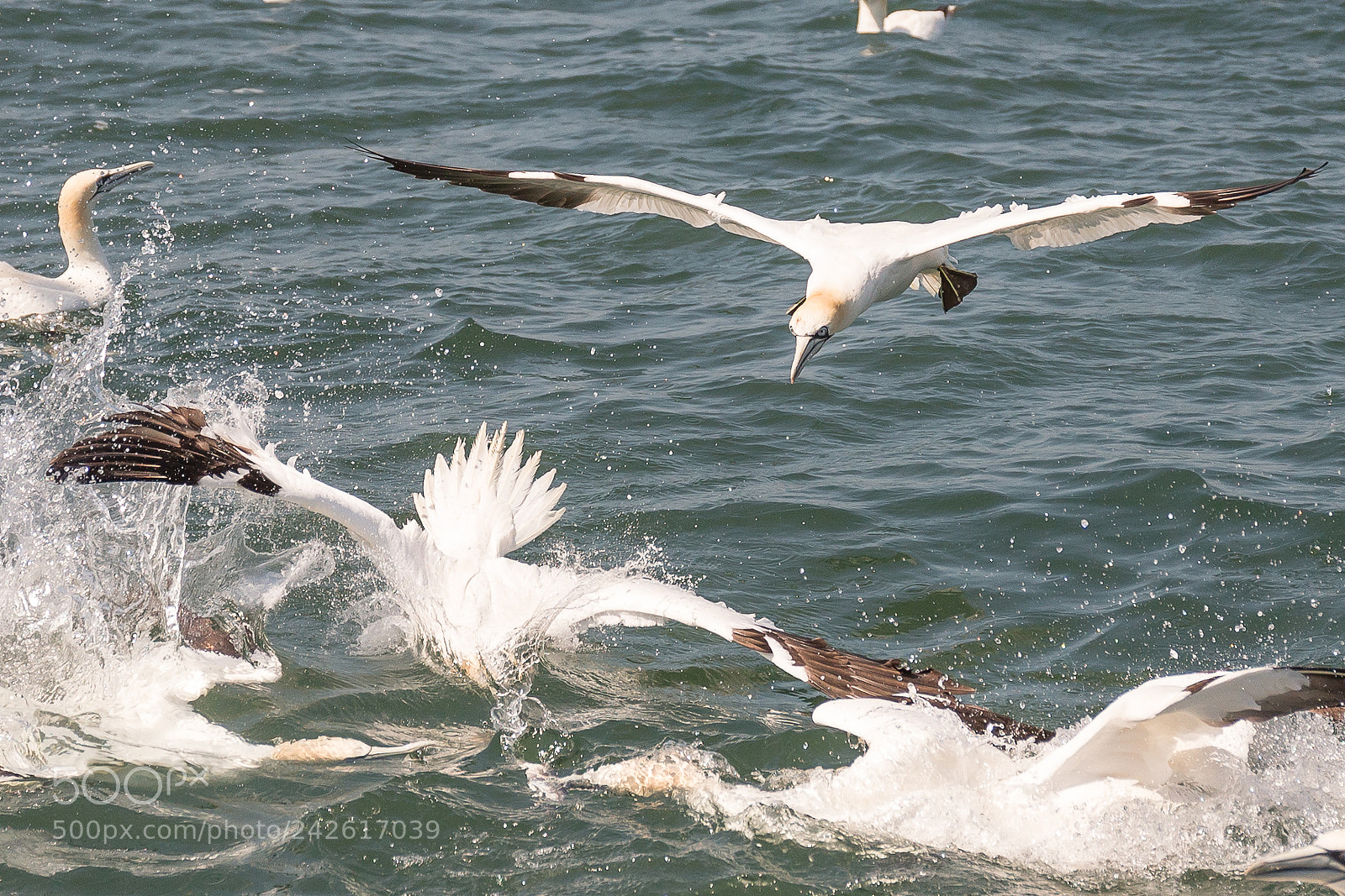 Canon EOS-1D X sample photo. Gannet photography
