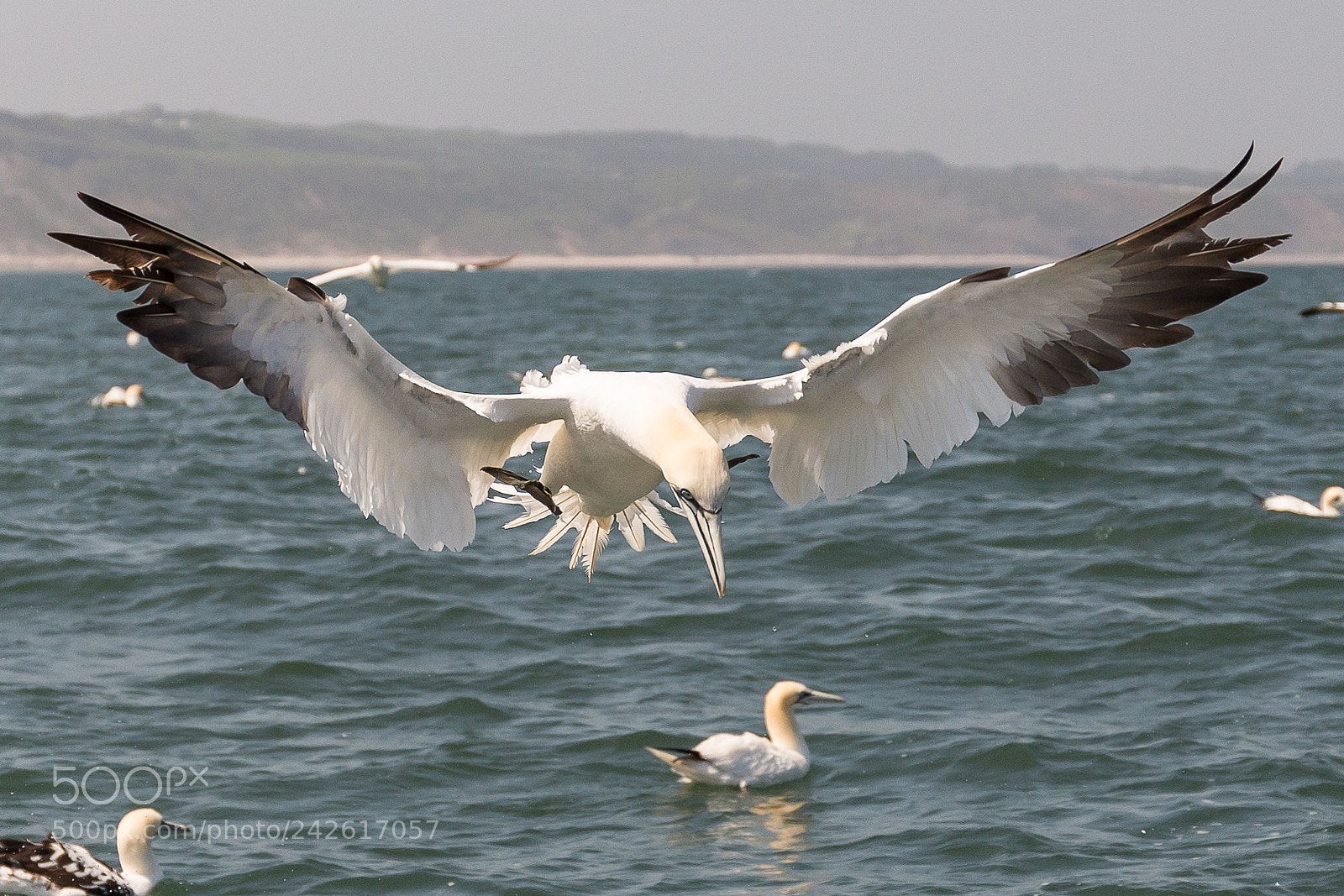 Canon EOS-1D X sample photo. Gannet photography