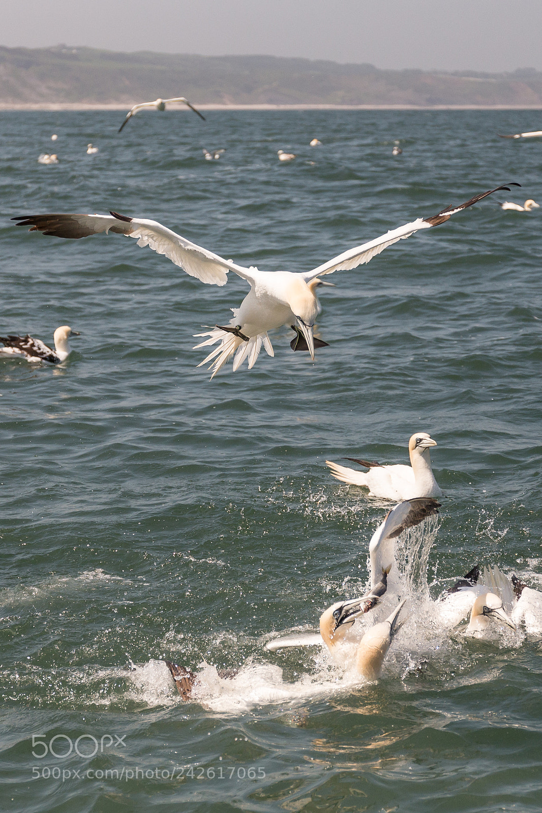 Canon EOS-1D X sample photo. Gannet photography