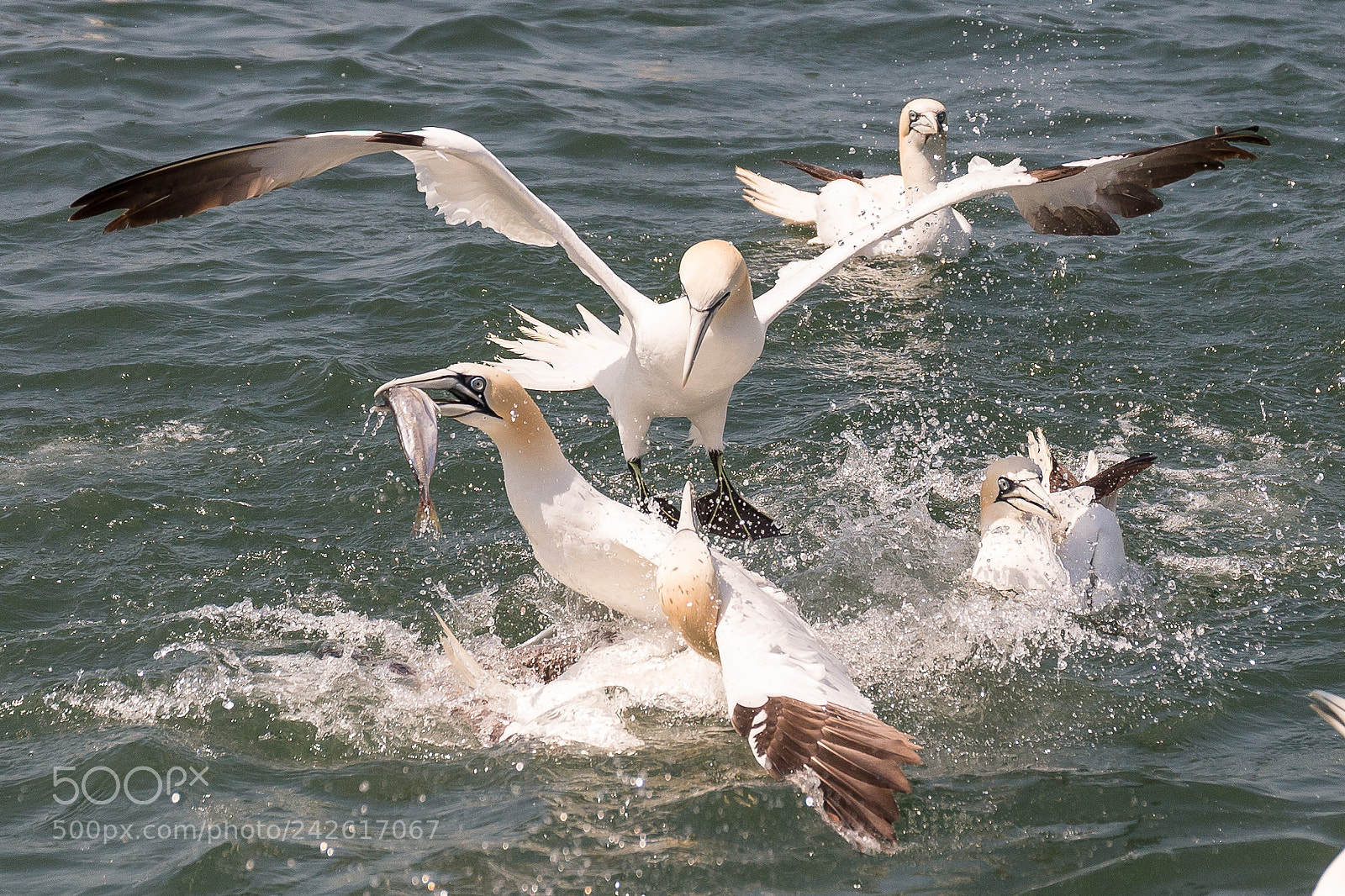 Canon EOS-1D X sample photo. Gannet photography