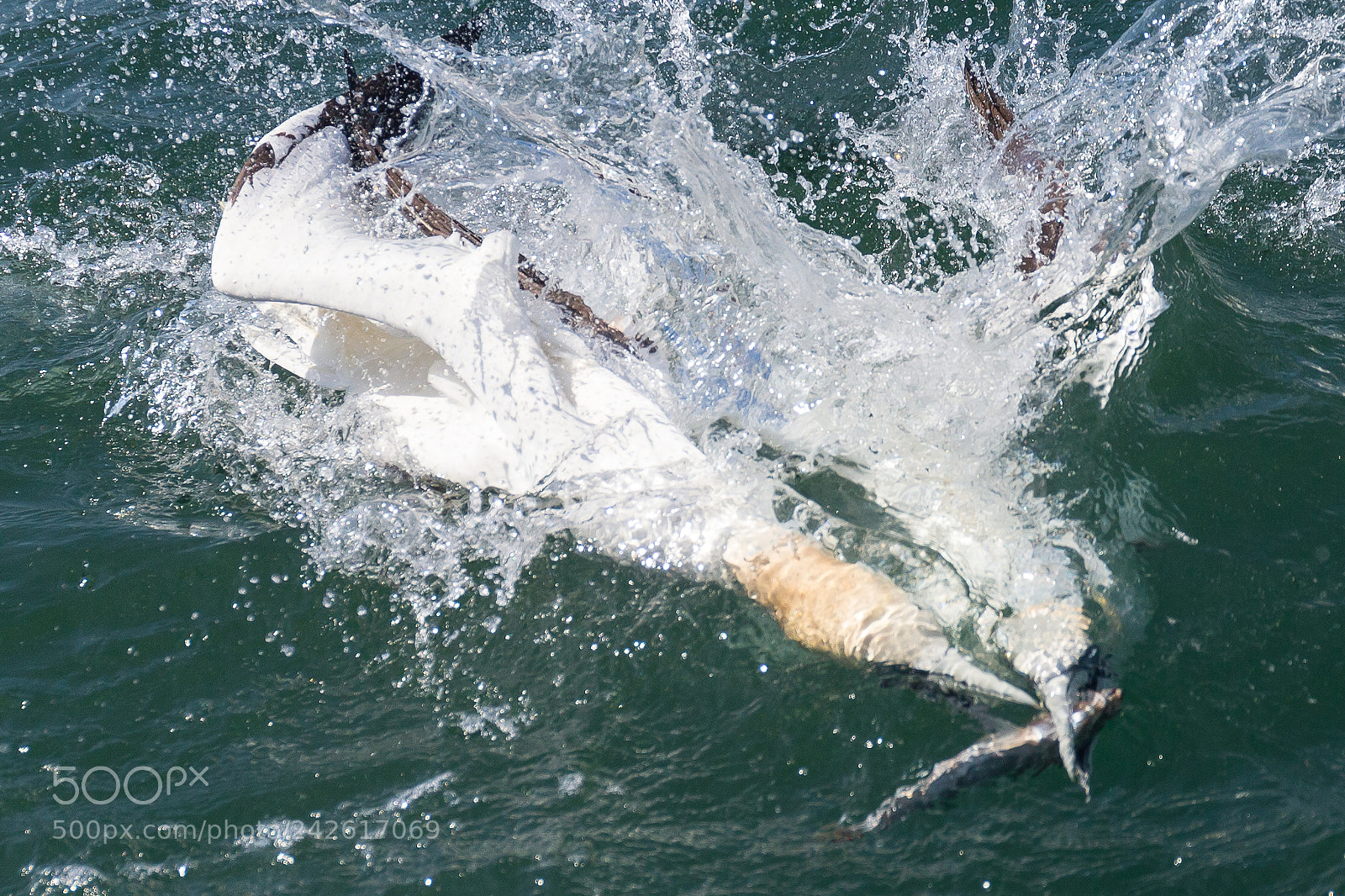 Canon EOS-1D X sample photo. Gannet photography