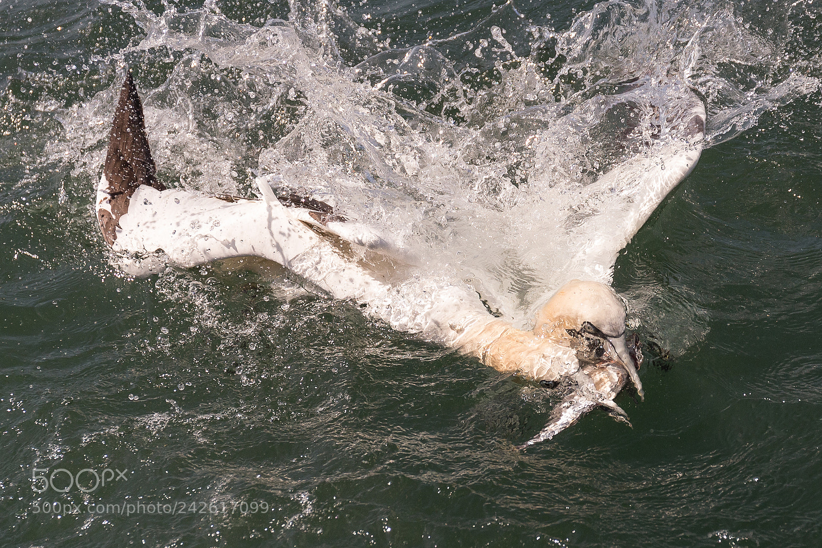 Canon EOS-1D X sample photo. Gannet photography