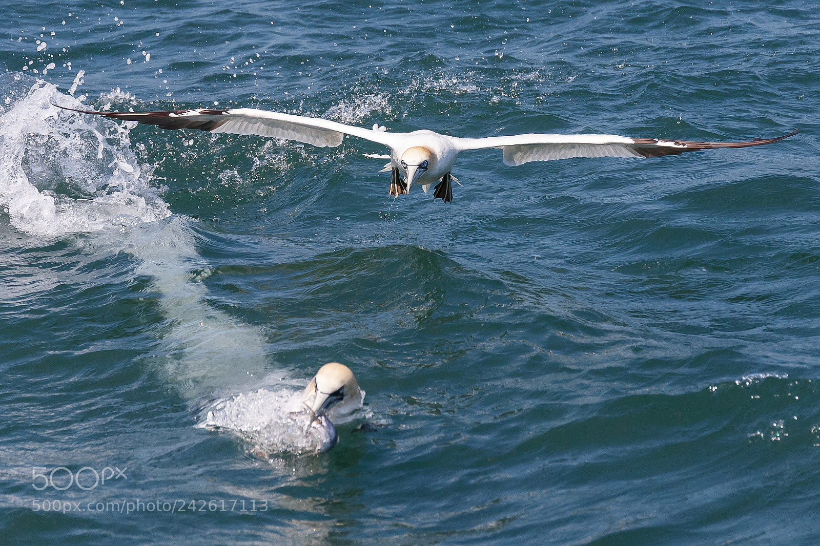 Canon EOS-1D X sample photo. Gannet photography