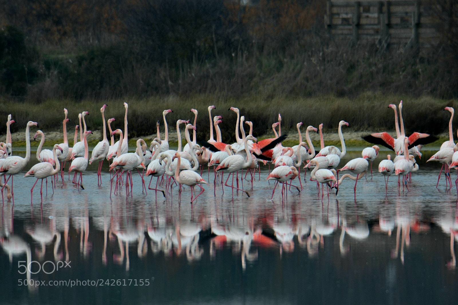 Nikon D7200 sample photo. Flamingo photography
