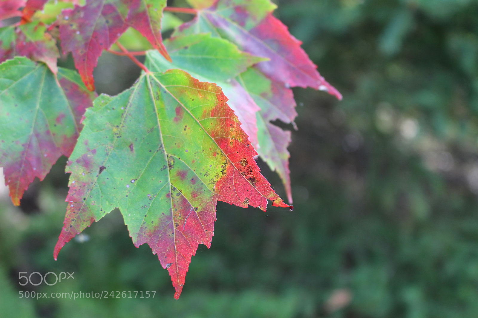 Canon EOS 100D (EOS Rebel SL1 / EOS Kiss X7) sample photo. Photography photography