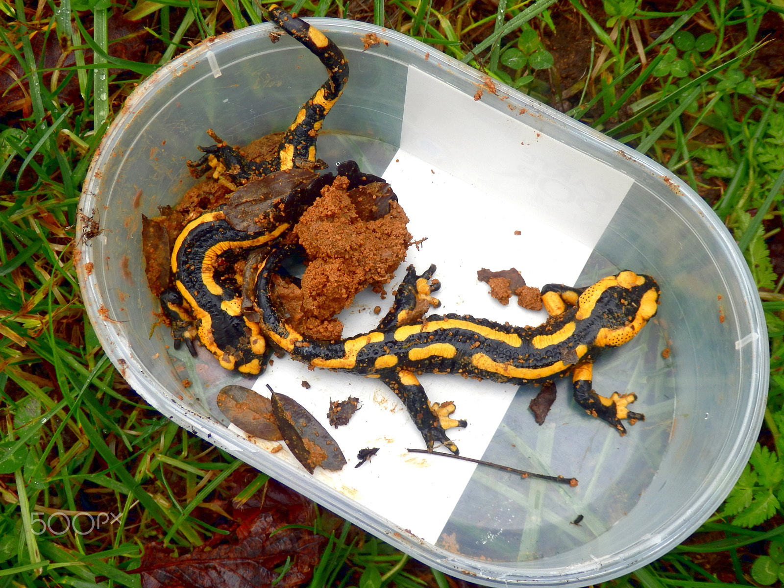 Olympus SZ-31MR sample photo. A pair of fire salamanders photography