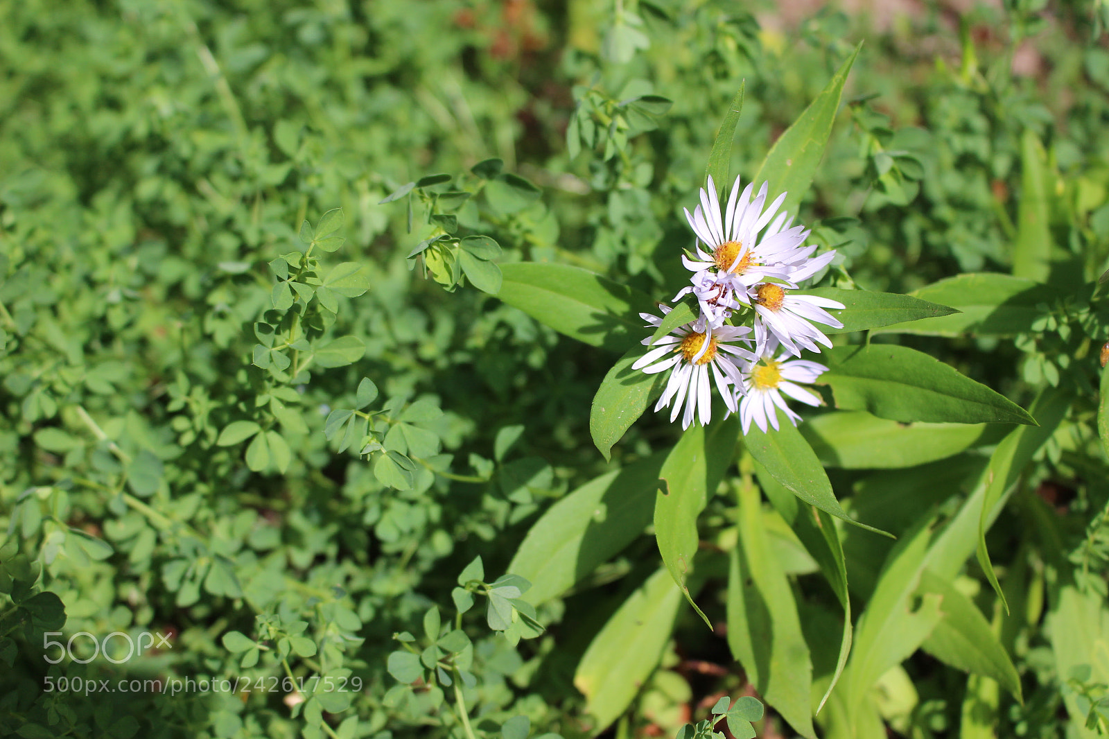 Canon EOS 100D (EOS Rebel SL1 / EOS Kiss X7) sample photo. Photography photography