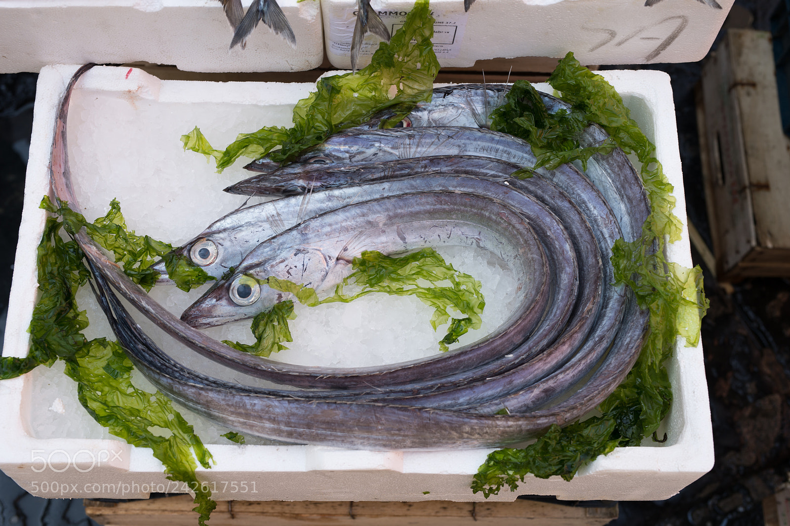 Nikon Df sample photo. Lepidopus caudatus in market photography