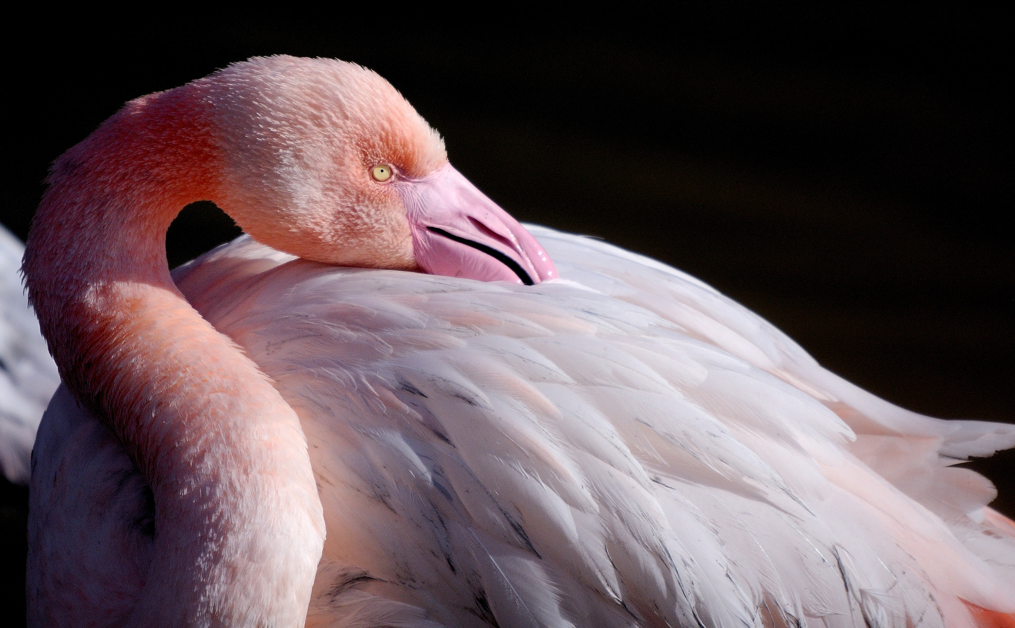 Nikon D300 + Sigma 120-400mm F4.5-5.6 DG OS HSM sample photo. Flamingo in camargue. photography